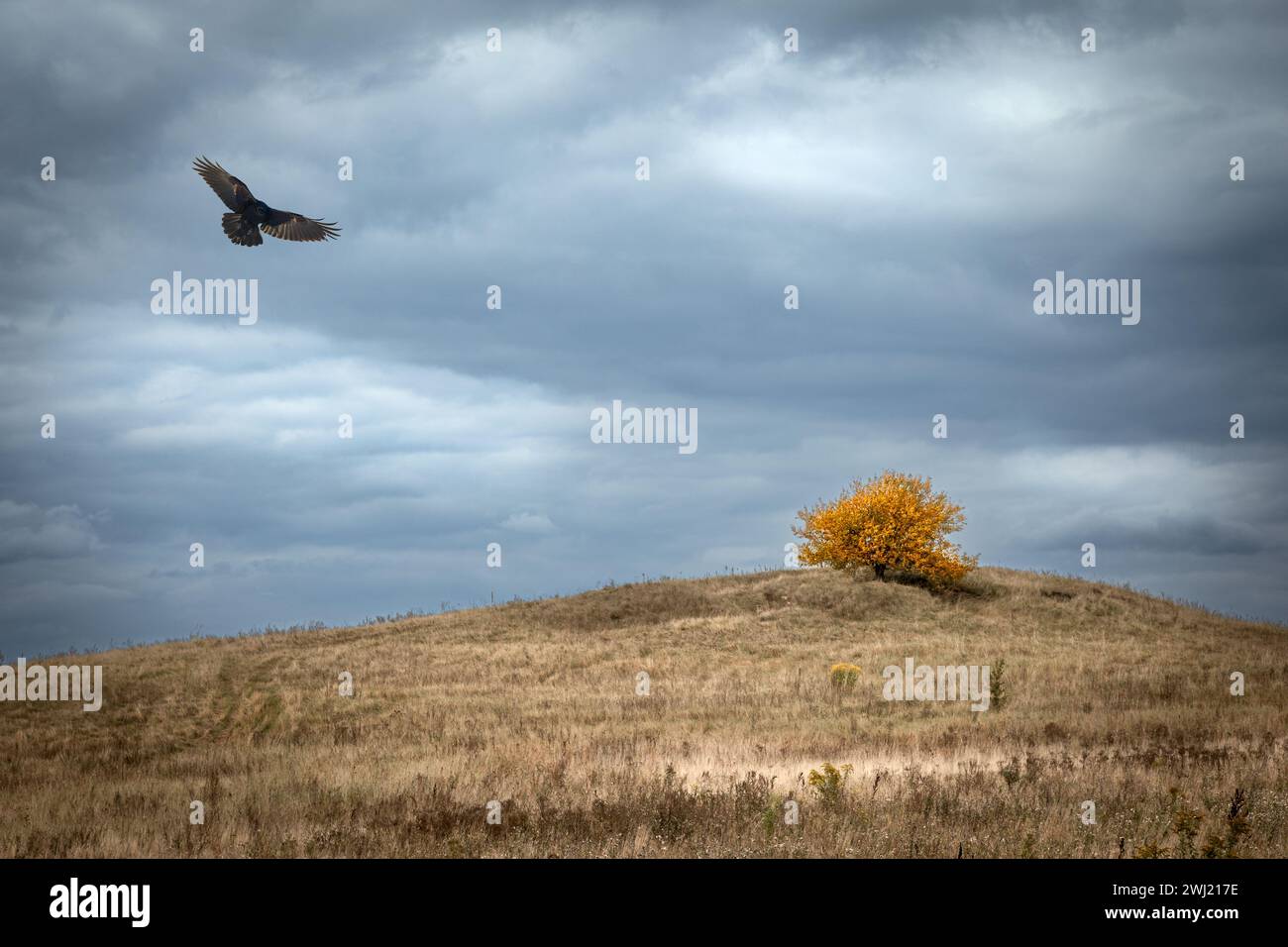 arbre solitaire avec des feuilles jaunes sur une colline au début de l'automne avec un ciel bleu dramatique avec une grande silhouette d'oiseau noir volant - corbeau Banque D'Images