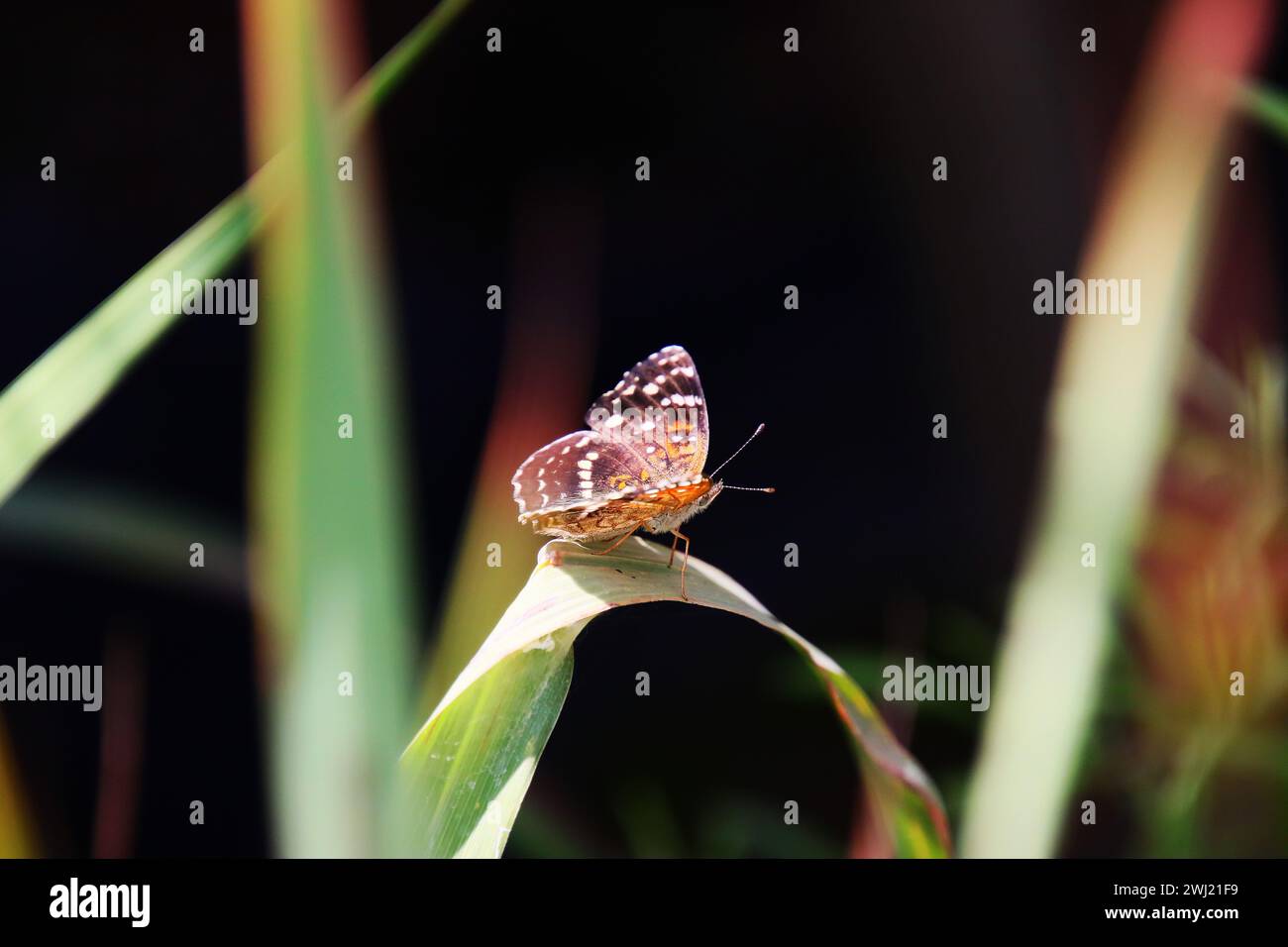 Un papillon perché sur une tige de plante ensoleillée dans un environnement naturel. Banque D'Images