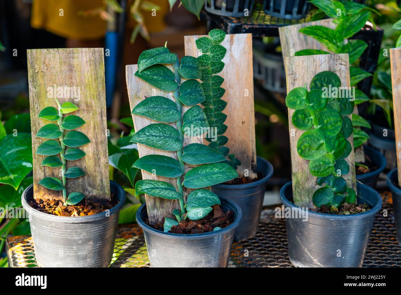 Monstera Dubia arbre de croissance poussant sur un support artificiel de planche, pots avec des plantes à la vente d'exposition du marché. Banque D'Images