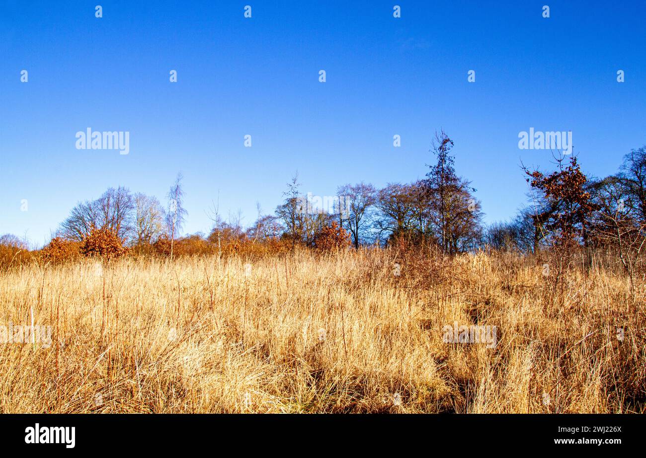 Beau soleil d'hiver à la réserve naturelle et faunique de Trottick à Dundee, en Écosse Banque D'Images