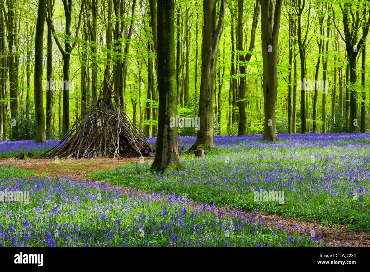 Bluebells (Hyacinthoides non scripta) à West Woods au printemps, Marlborough, Wiltshire, Angleterre. Banque D'Images