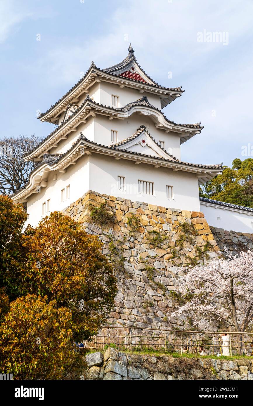 Château d'Akashi au Japon. Le yagura Hitsujisaru, tourelle sur sa base en pierre d'ishigaki, dominant les cerisiers en fleurs en pleine floraison au printemps. Banque D'Images