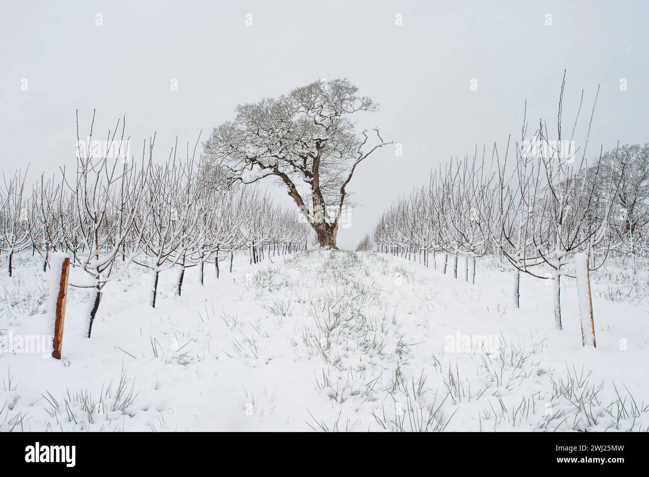 Verger de cidre en hiver, pendant la tempête de neige dans le Somerset, cidre Thatchers Banque D'Images