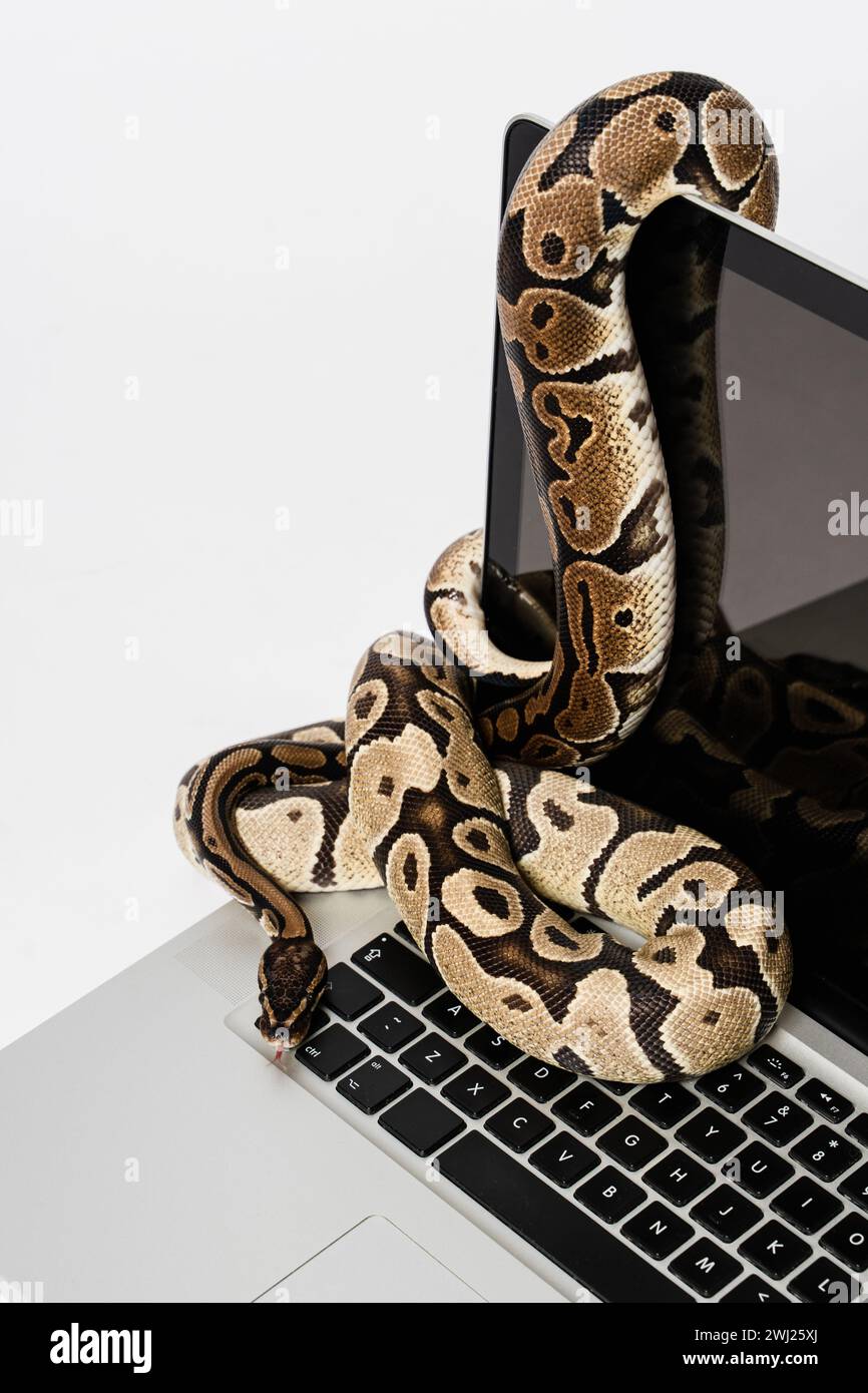 Python serpents et ordinateur portable. Concept d'utilisation d'un langage de programmation de haut niveau pour le génie logiciel. Banque D'Images