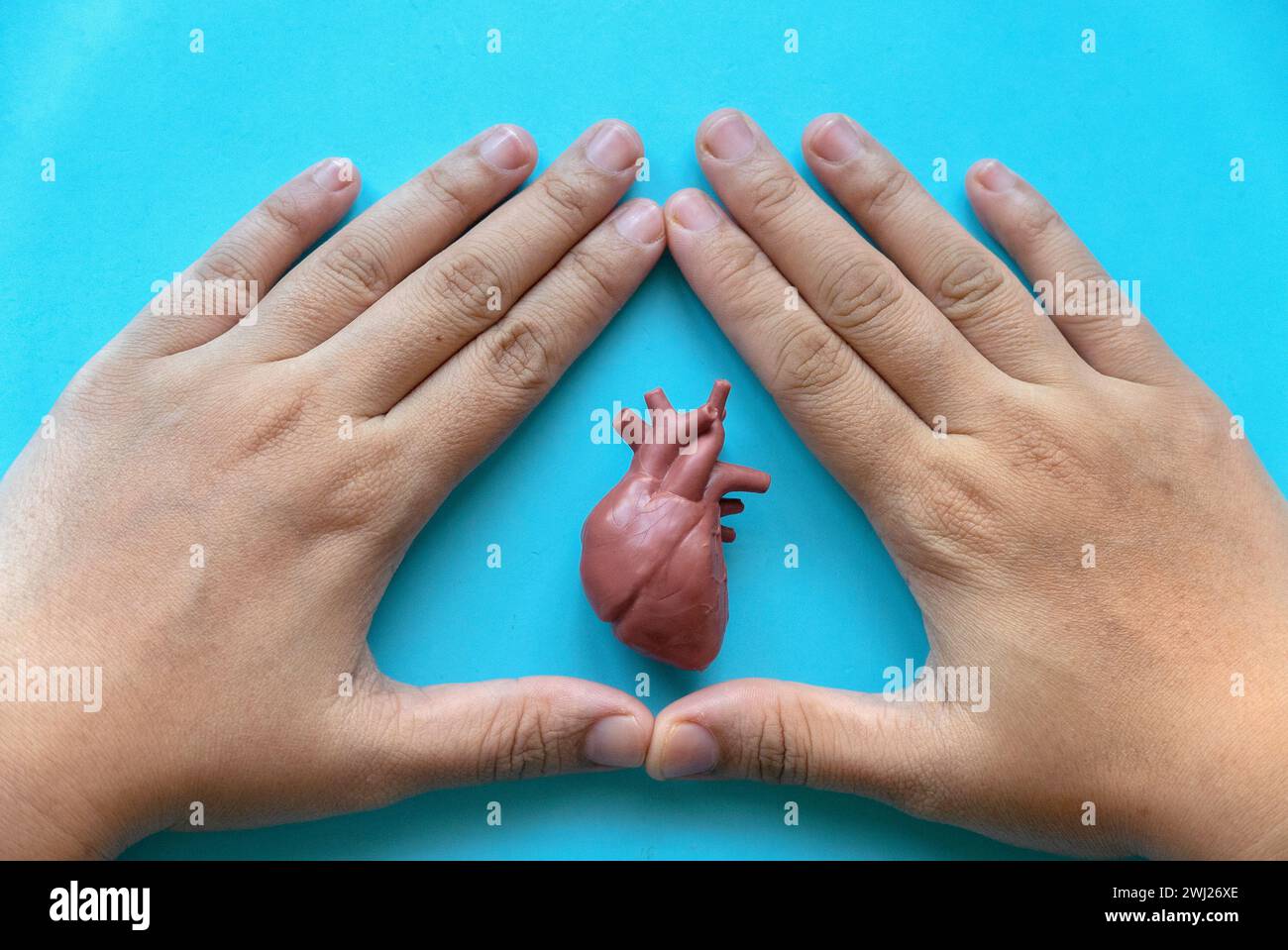 Journée mondiale du coeur , journée mondiale de l'hypertension, concept de cardiologie. Bannière santé. Modèle de coeur de couverture de main. Banque D'Images