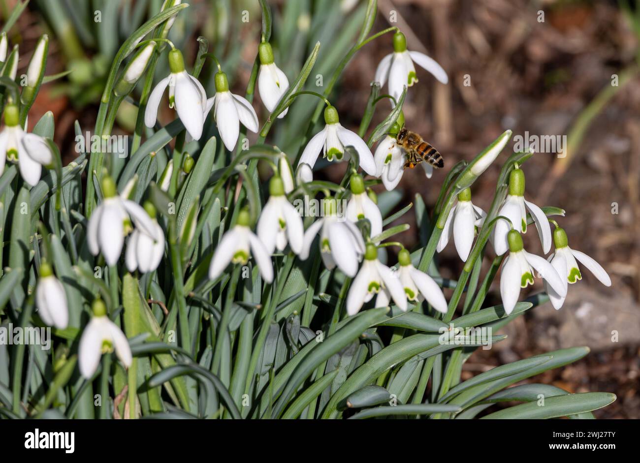 Gros plan d'une abeille pollinisant des fleurs de gouttes de neige blanches au printemps Banque D'Images