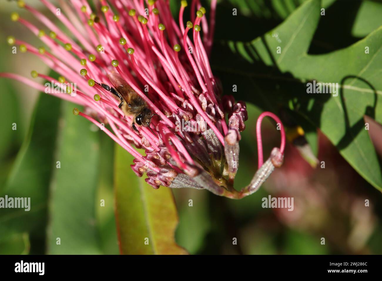 Abeille occidentale (API mellifera) collectant le nectar de la fleur de Grevillea, Australie méridionale Banque D'Images