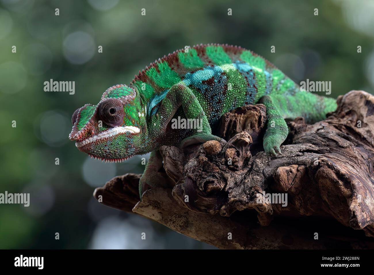 Panthère caméléon femelle sur une branche d'arbre Banque D'Images