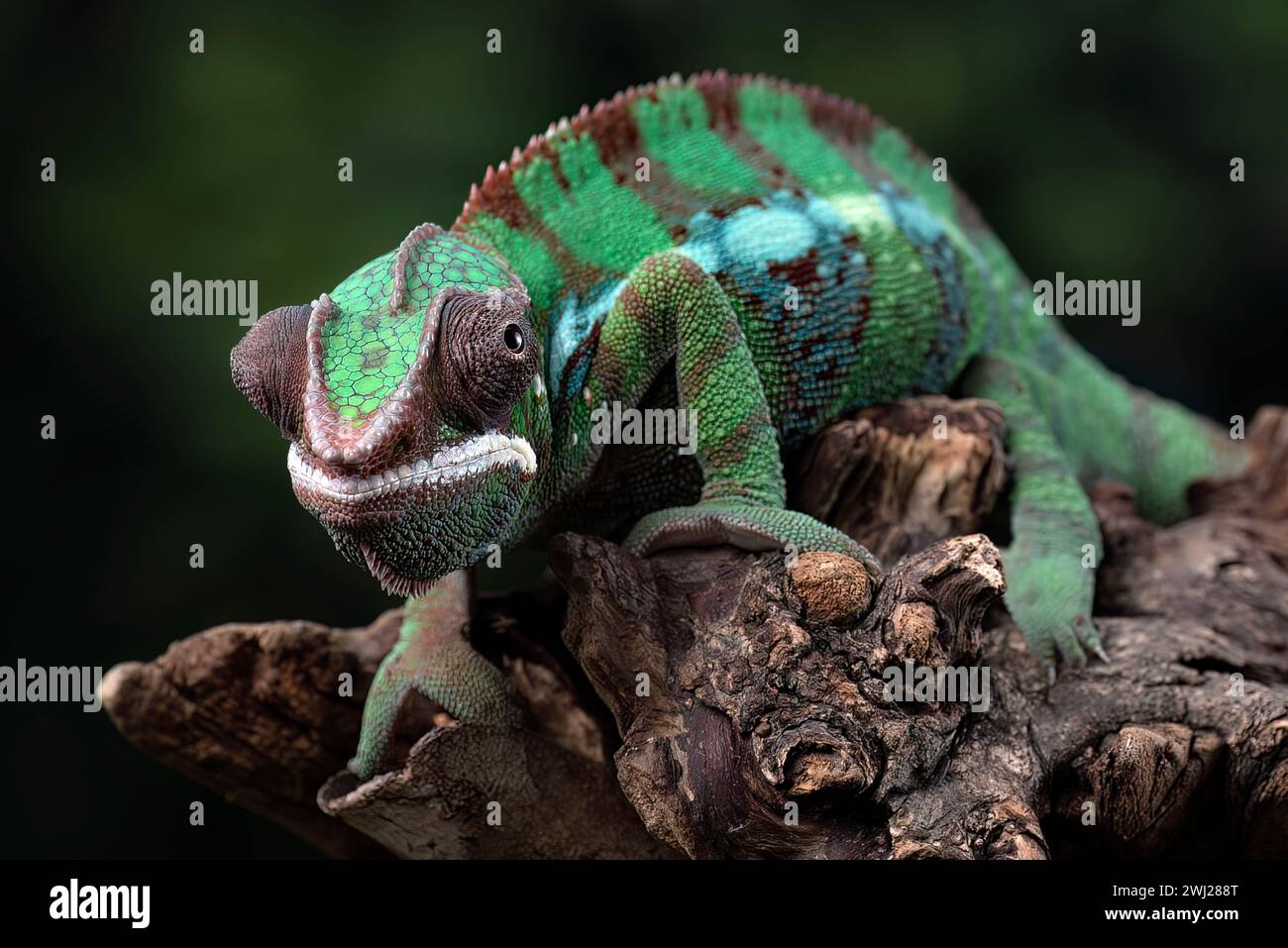 Female chameleon panther on a tree branch Banque D'Images