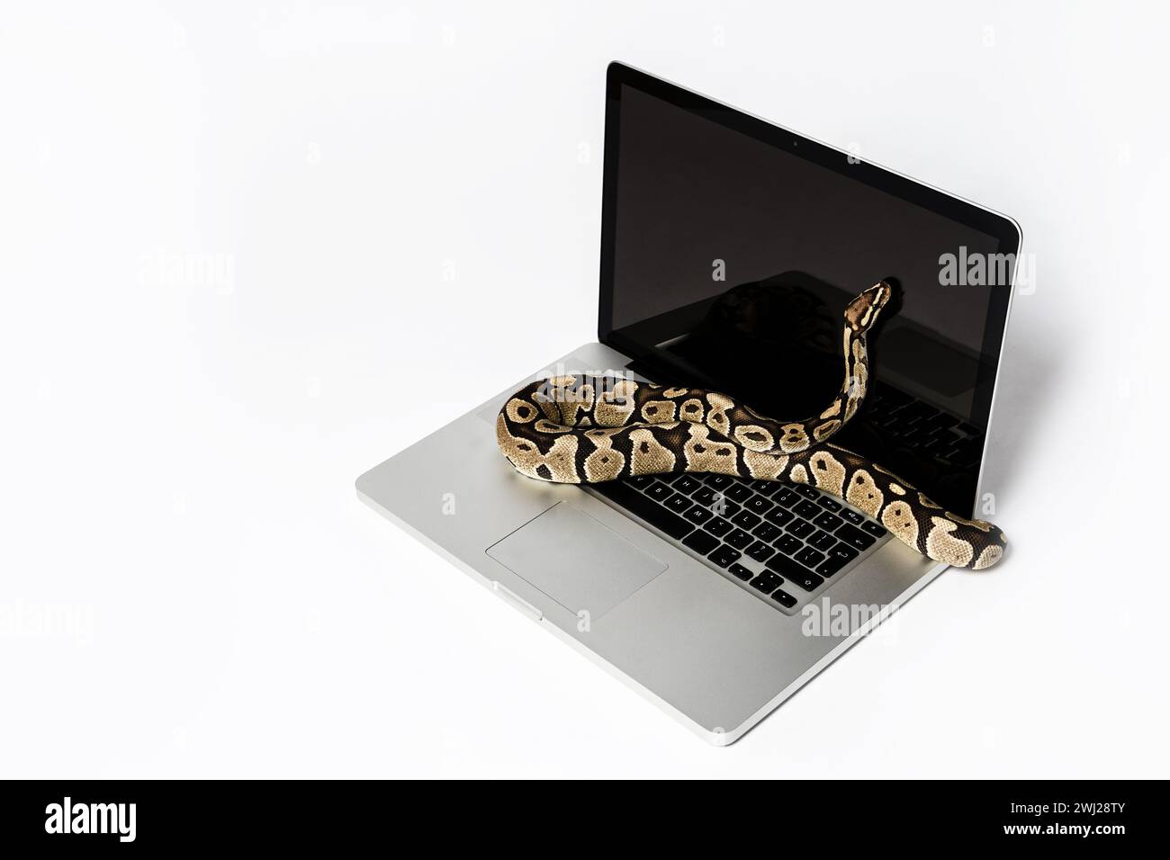 Serpent Python et ordinateur portable. Concept d'utilisation d'un langage de programmation de haut niveau pour le génie logiciel. Banque D'Images