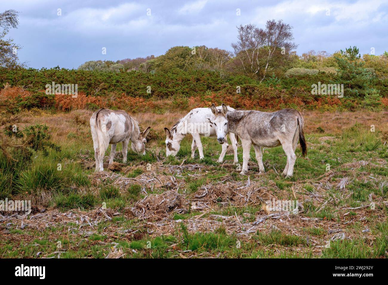 Donkeys-Equus asinus dans un champ près de Arne, Dorset, Angleterre, Royaume-Uni Banque D'Images