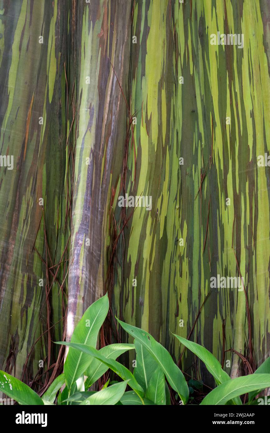 Tronc d'eucalyptus arc-en-ciel à Sítio Burle Marx, Guaratiba, Rio de Janeiro, Brésil Banque D'Images
