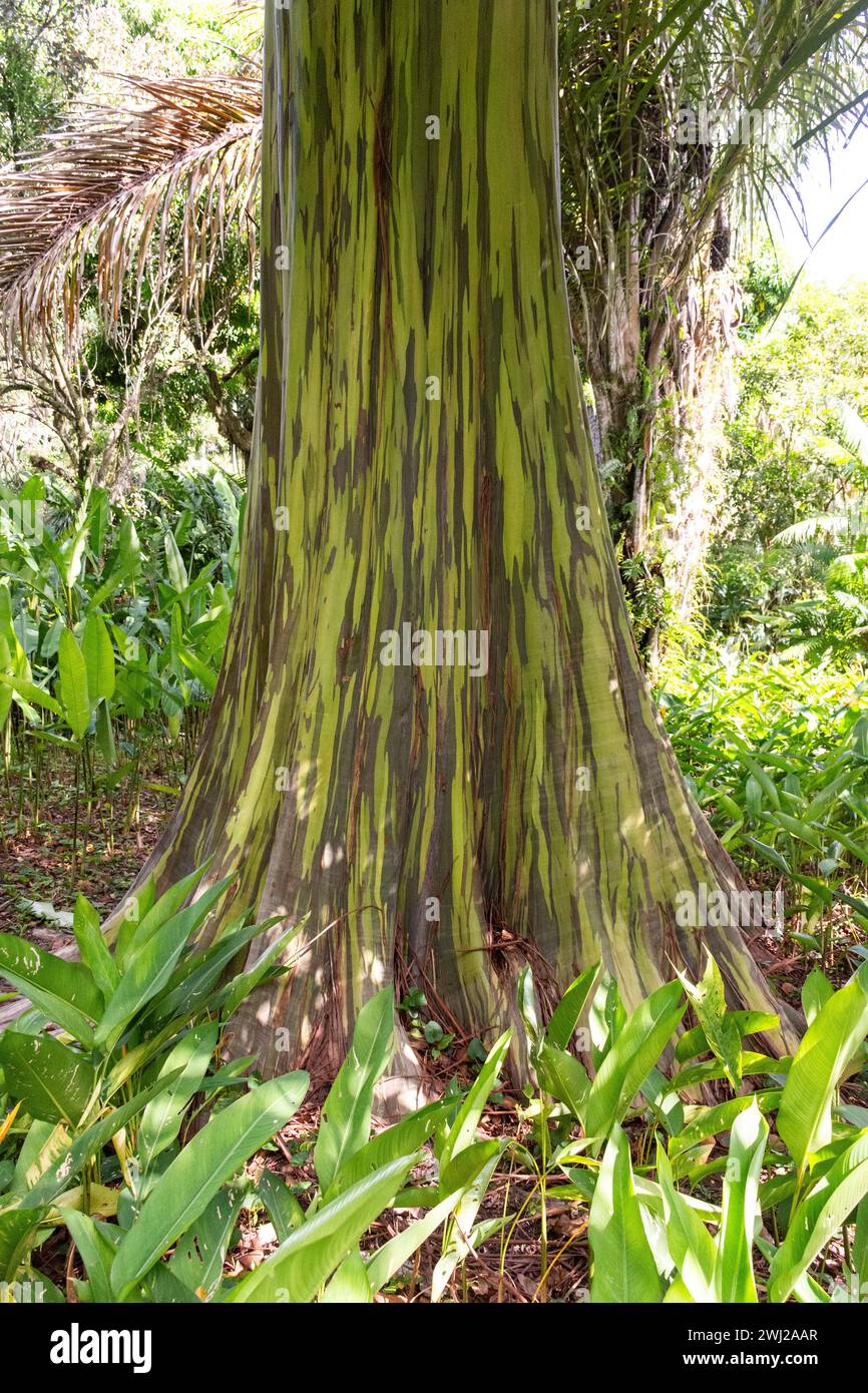 Tronc d'eucalyptus arc-en-ciel à Sítio Burle Marx, Guaratiba Banque D'Images