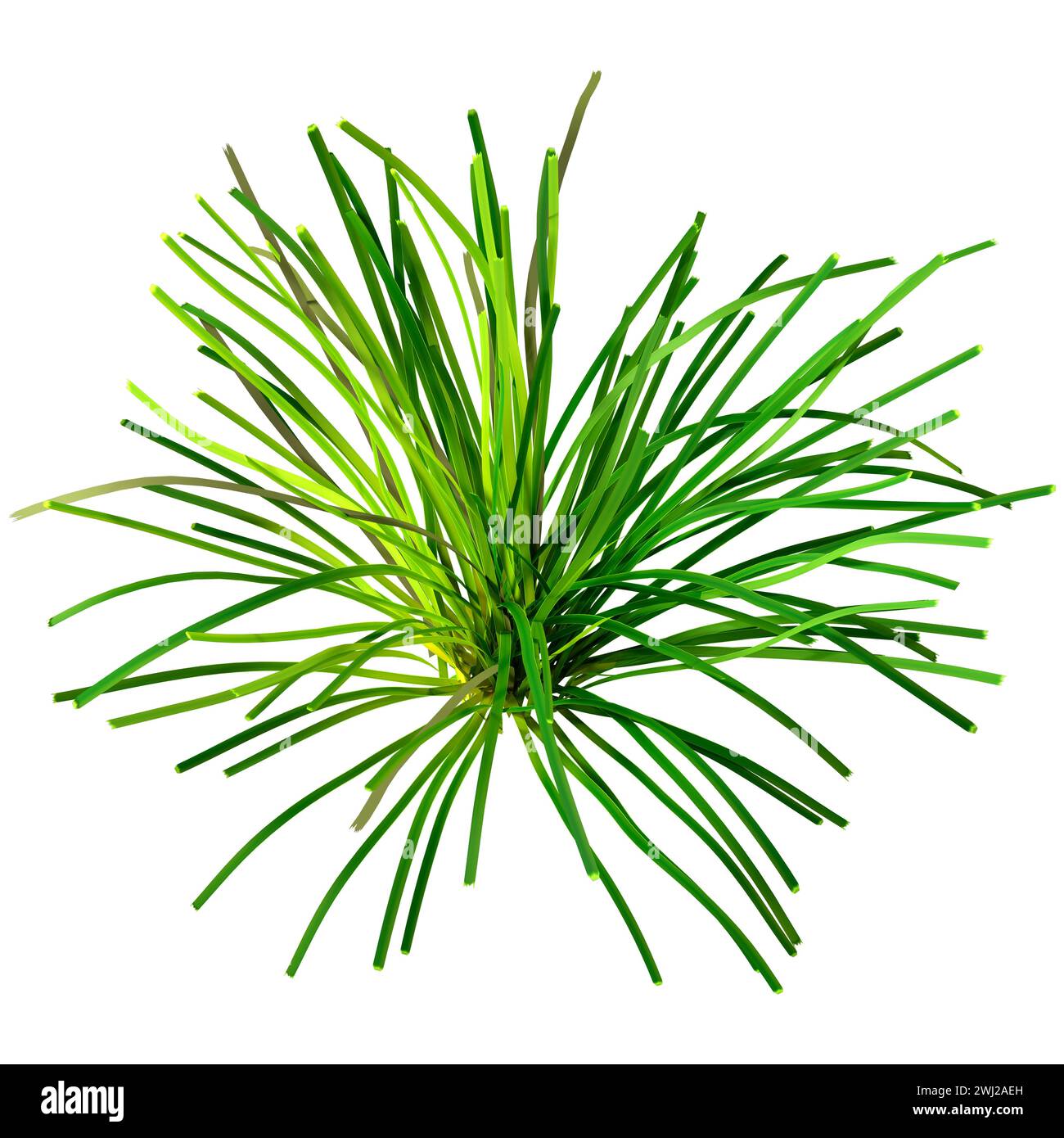 Rendu 3D de l'herbe lomandra verte isolé sur fond blanc Banque D'Images