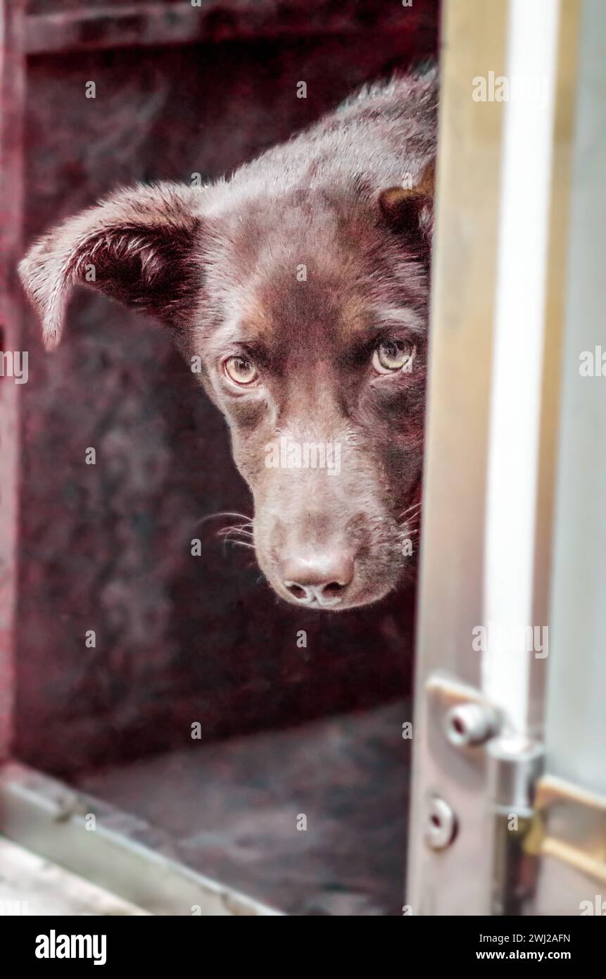 Chien Mongrel avec des yeux tristes se cachant et regardant Banque D'Images Chien Mongrel avec des yeux tristes se cachant et regardant Banque D'Images