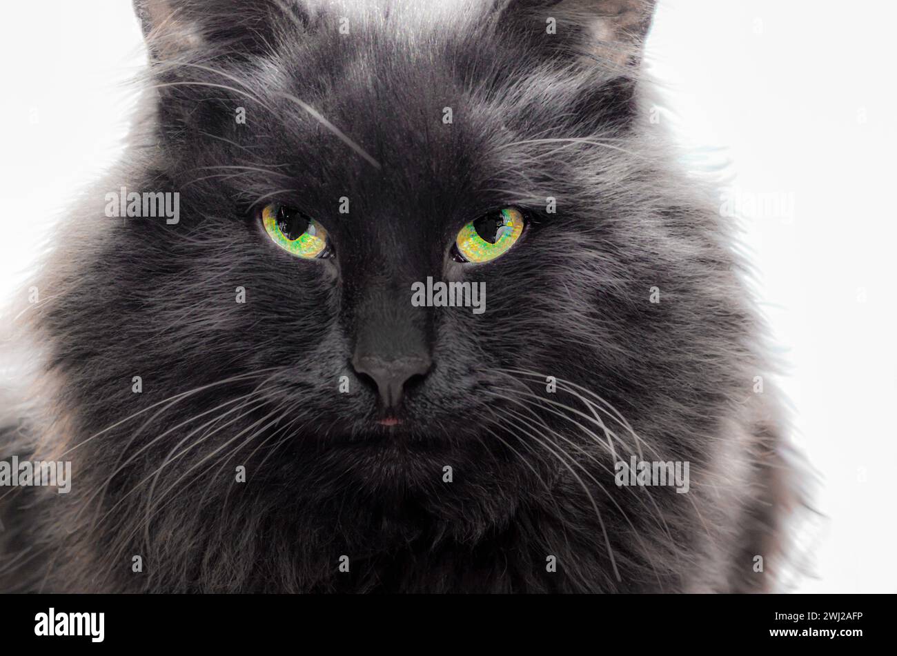 Gros chat noir semble furieux sur un fond blanc Banque D'Images