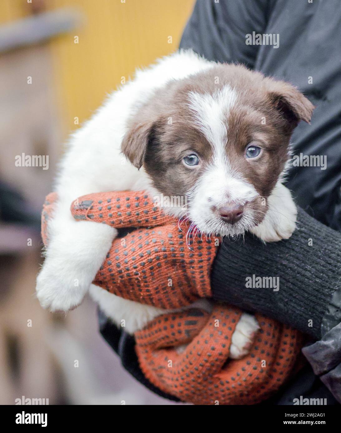 Petit chiot dans les mains humaines Banque D'Images Petit chiot dans les mains humaines Banque D'Images