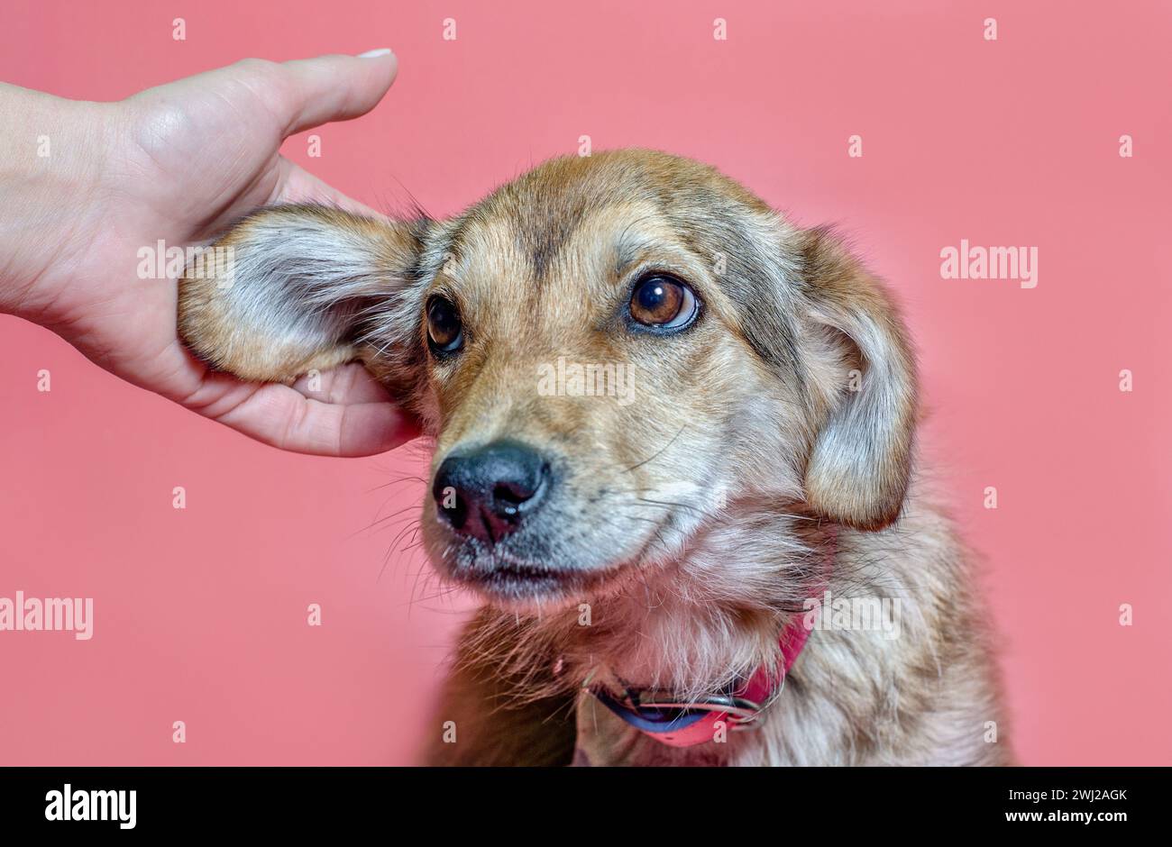 La main femelle gratte l'oreille d'un chiot consanguinaire Banque D'Images La main femelle gratte l'oreille d'un chiot consanguinaire Banque D'Images