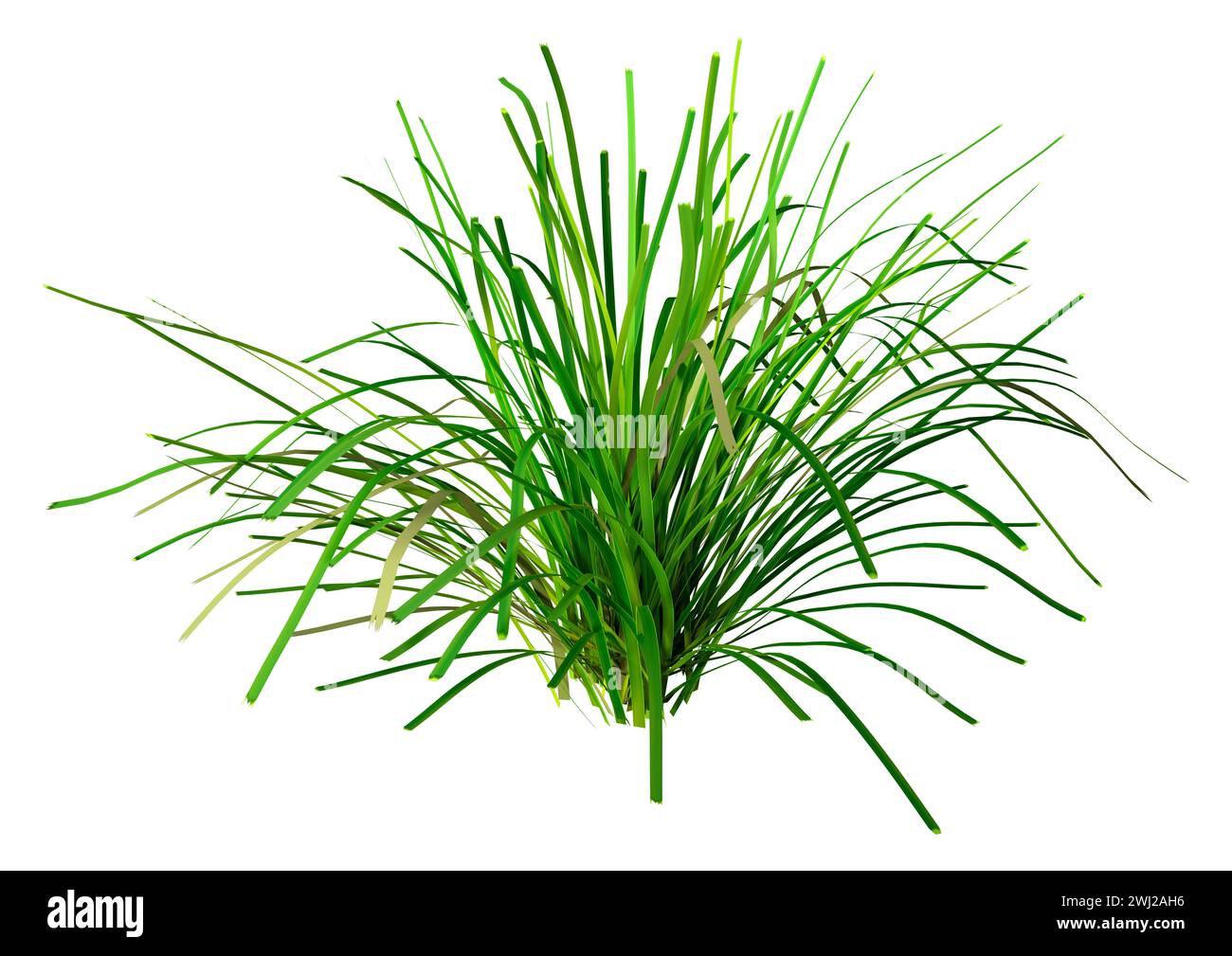 Rendu 3D de l'herbe lomandra verte isolé sur fond blanc Banque D'Images