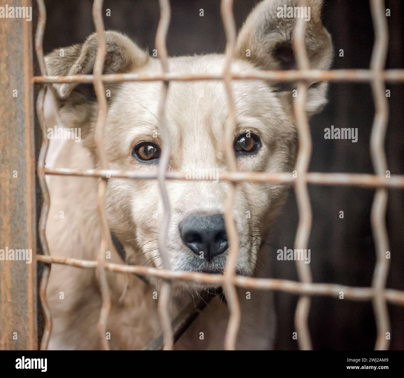 Chiot de race pure derrière les barreaux dans un abri Banque D'Images