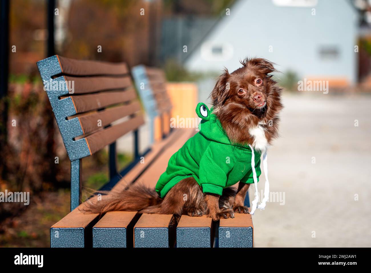 Mongrel chien rouge foncé dans un costume de crapaud assis sur un banc dans le parc en automne par une journée ensoleillée Banque D'Images