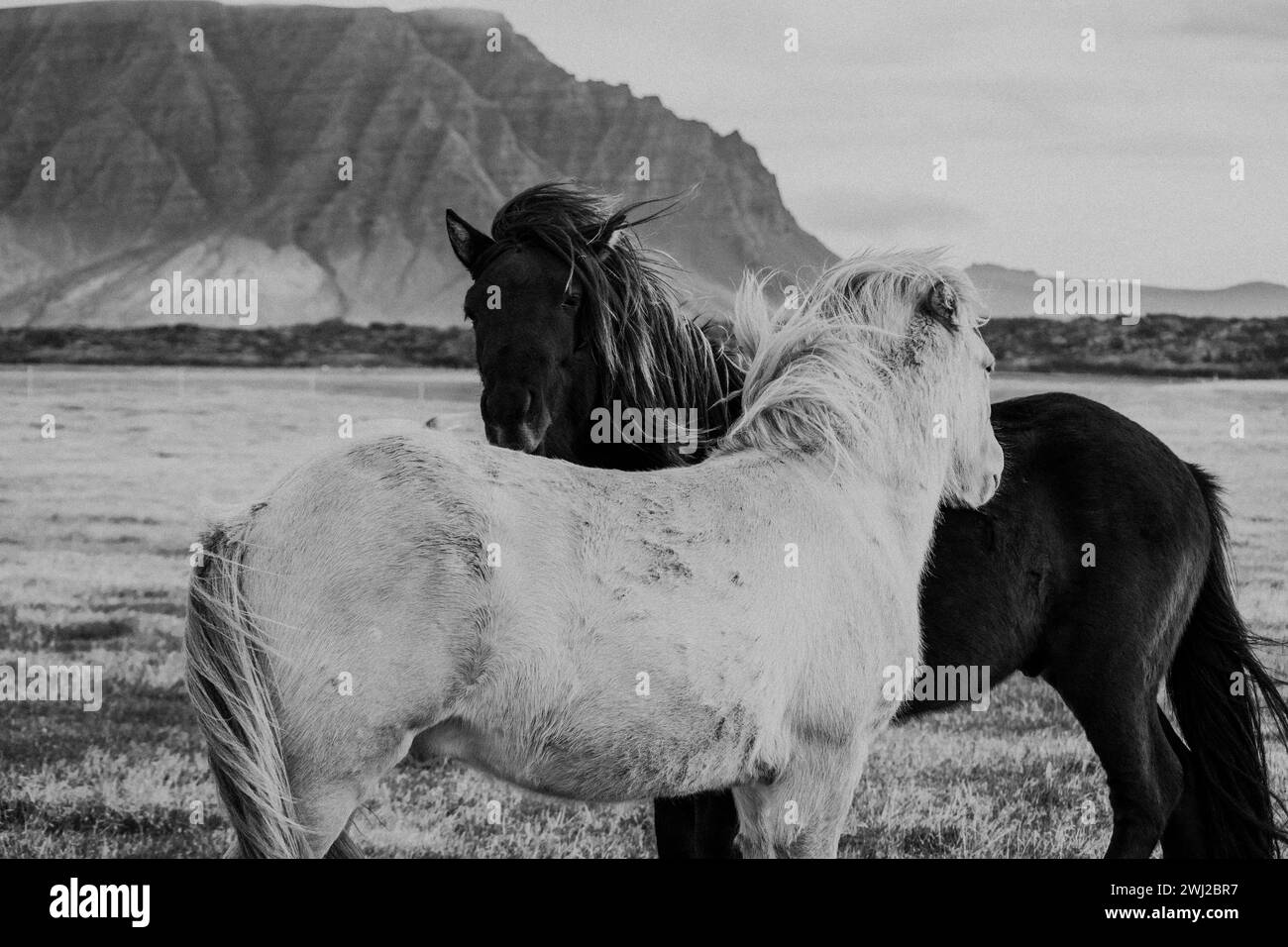 Les chevaux islandais sur les paysages Banque D'Images