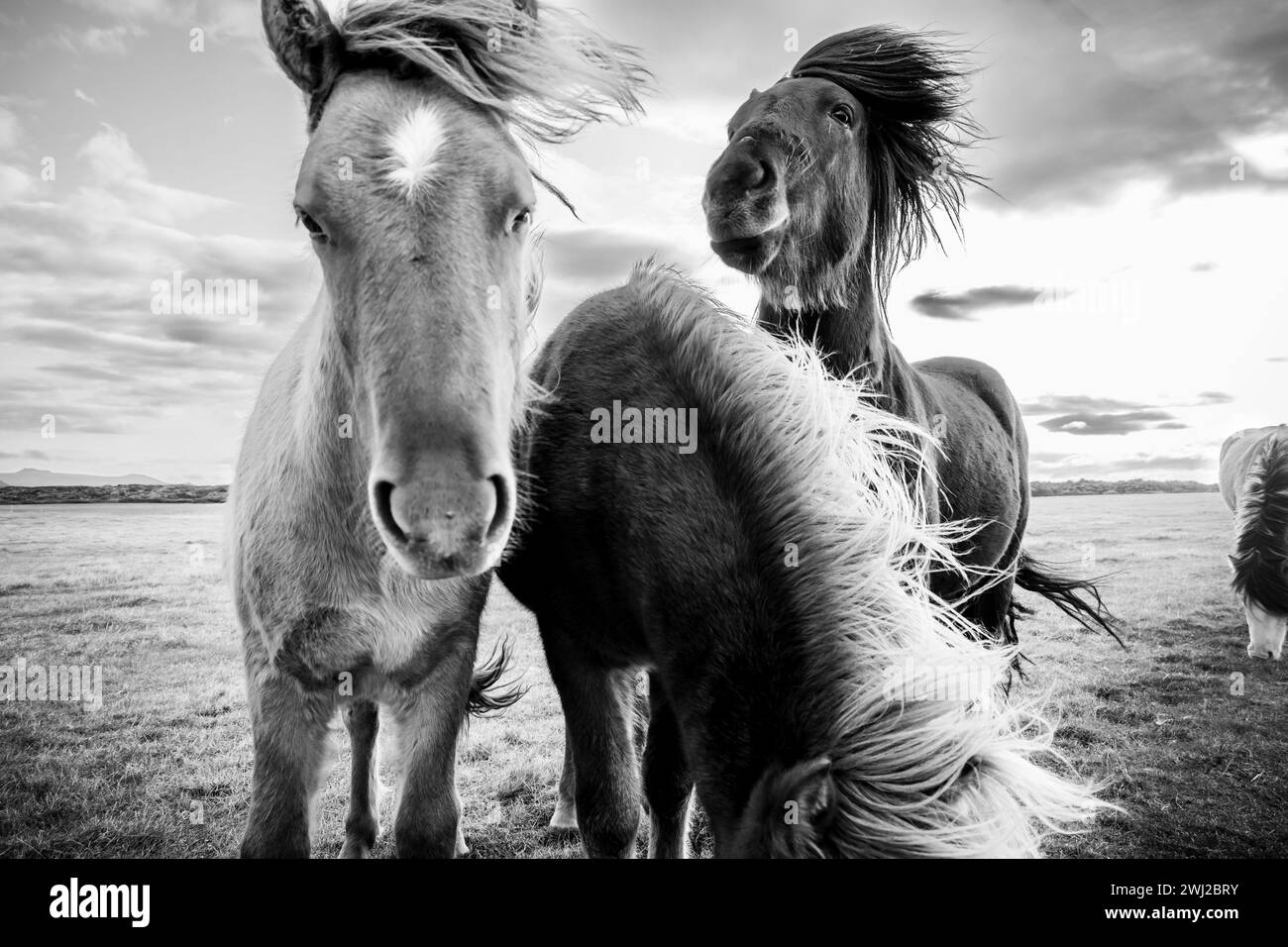 Les chevaux islandais sur les paysages Banque D'Images