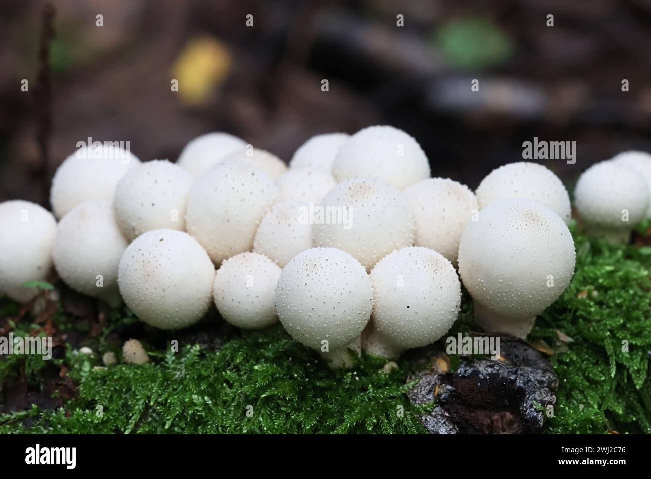 Apioperdon pyriforme, précédemment appelé Lycoperdon pyriforme, communément connu sous le nom de poire-forme ou puffball souche, champignon de Finlande Banque D'Images