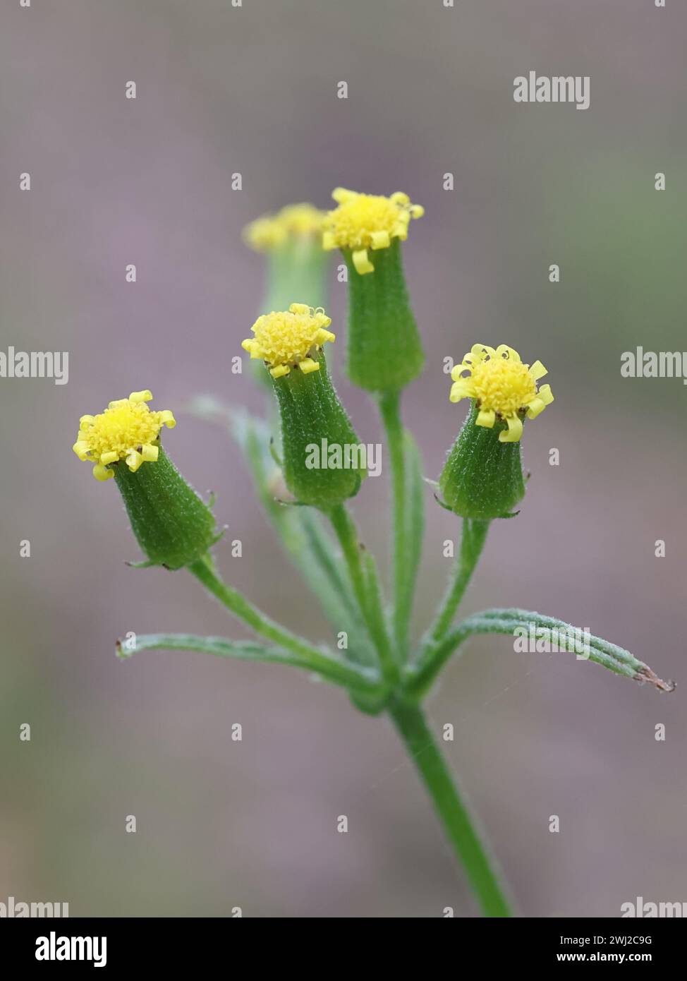 Sticky Groundsel, Senecio viscosus, également connu sous le nom de Sticky ragwort ou Stinking Groundsel, plante à fleurs sauvages originaire de Finlande Banque D'Images