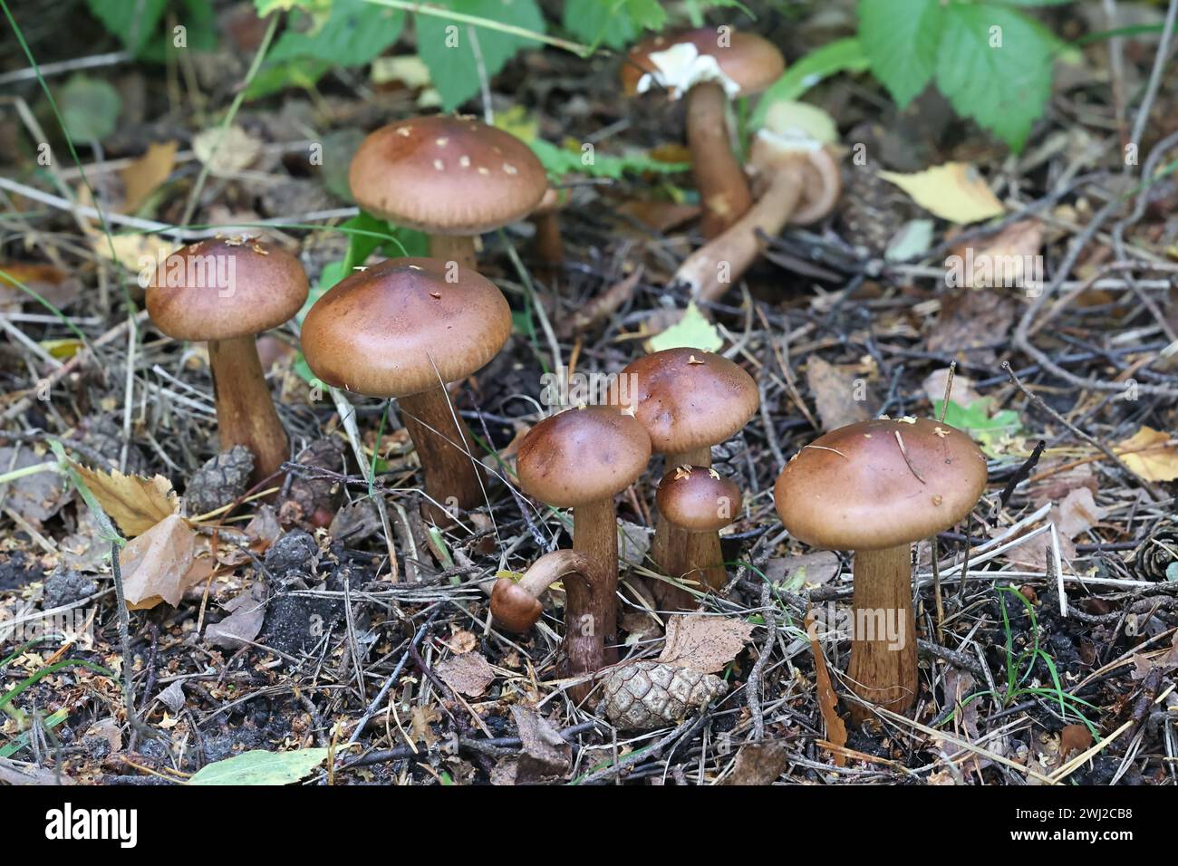 Tricholoma fulvum, connu sous le nom de Chevalier de Birch, champignon sauvage de Finlande Banque D'Images
