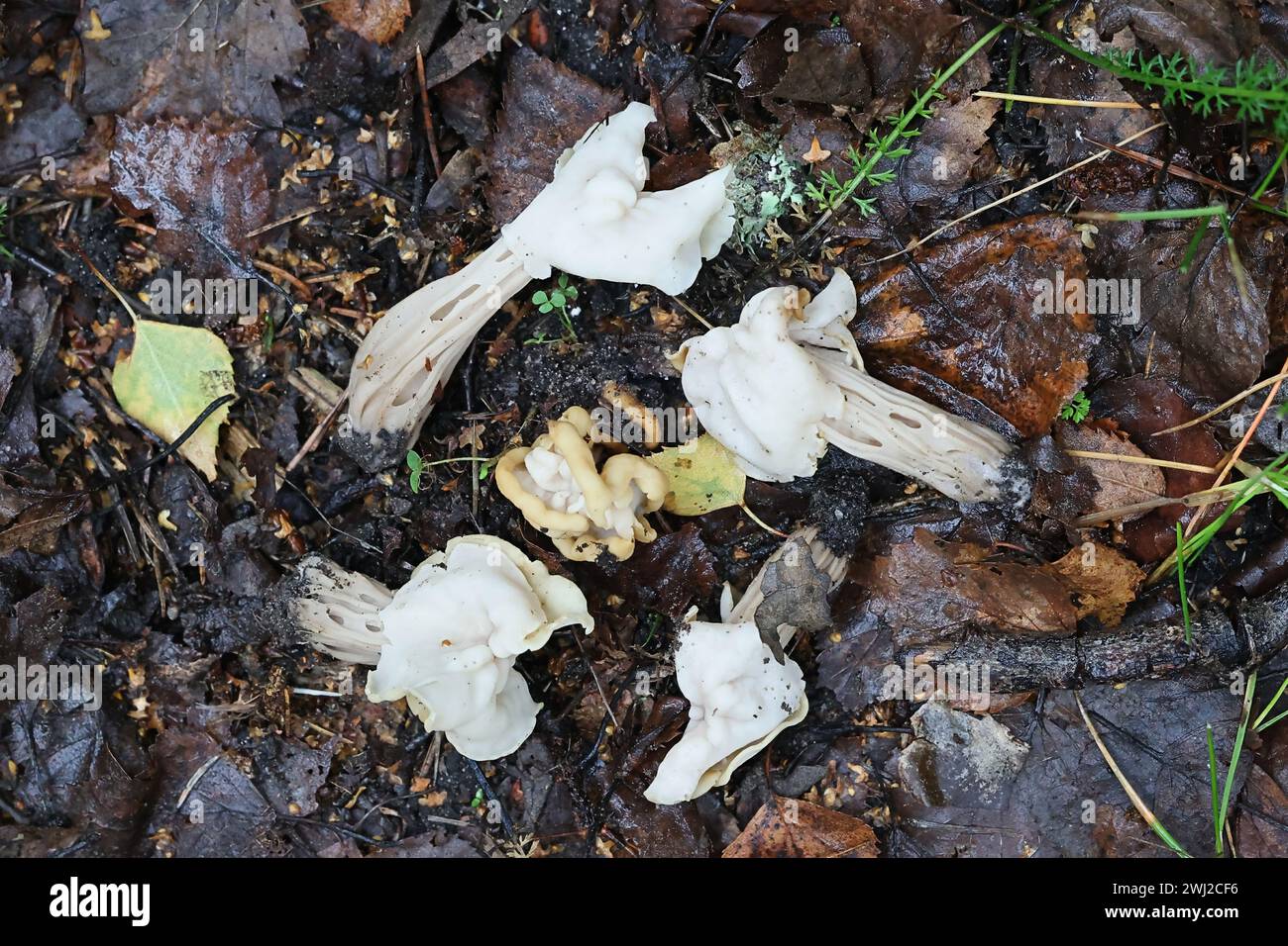 Helvella crispa, connue sous le nom de selle blanche, selle d'elfin ou helvel commun, champignon sauvage de Finlande Banque D'Images Helvella crispa, connue sous le nom de selle blanche, selle d'elfin ou helvel commun, champignon sauvage de Finlande Banque D'Images