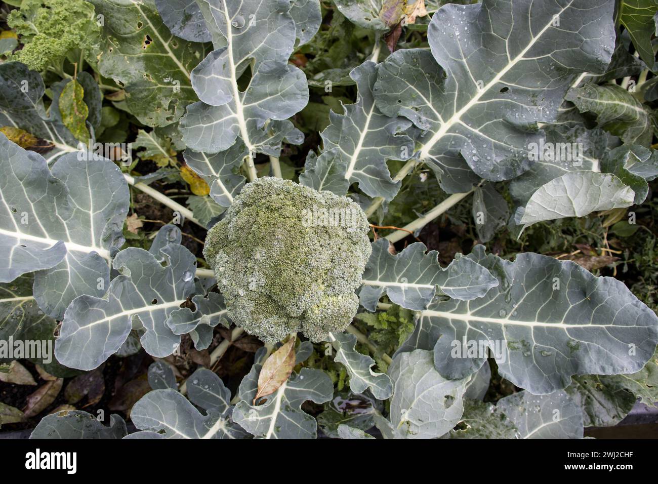 Brokkoli, brocoli (Brassica oleracea var. Italica) Pflanze im Hochbeet Banque D'Images