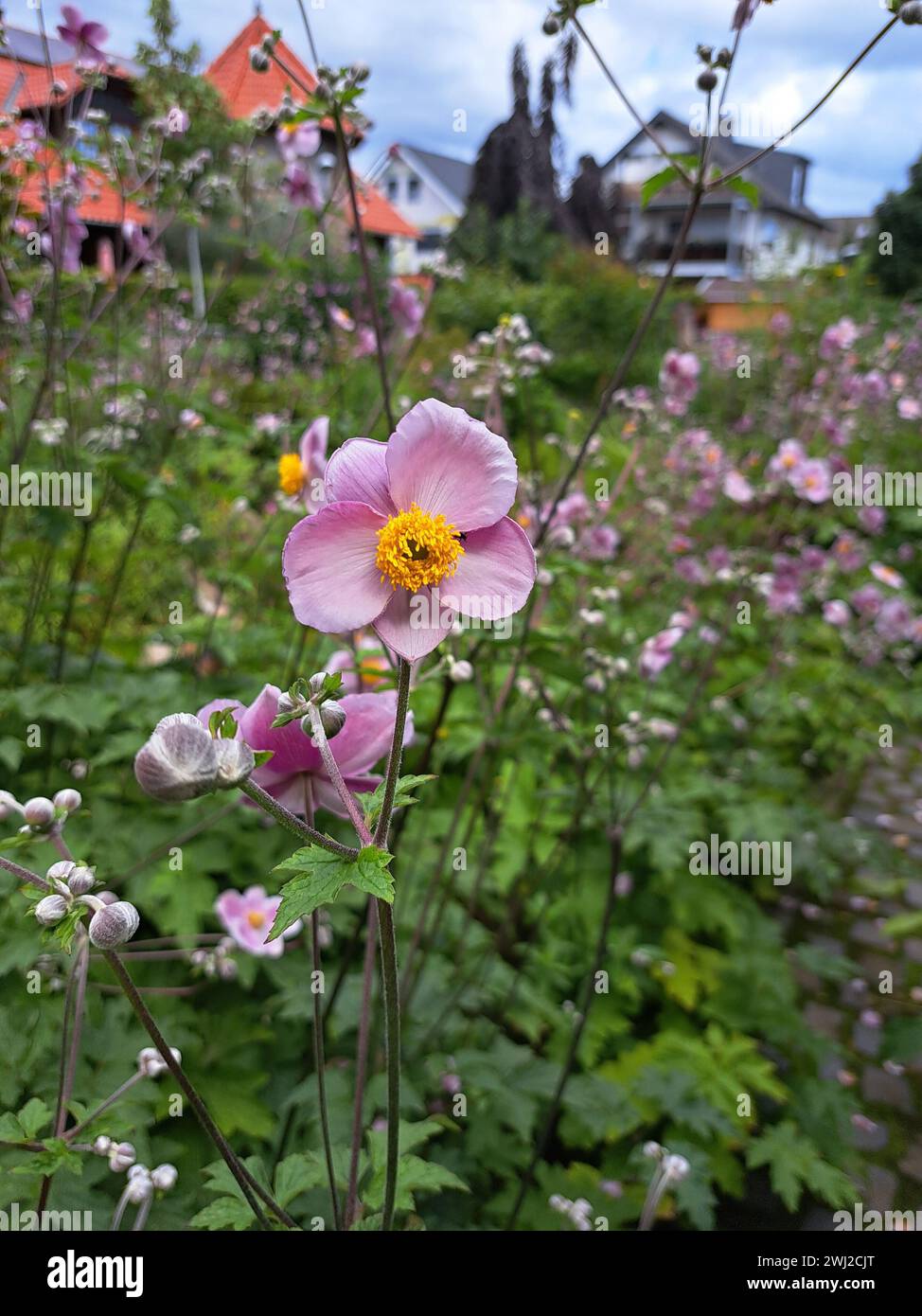 Anémone rose d'automne (Anemone hupehensis, syn. Eriocapitella hupehensis, Anemone japonica ) dans un jardin semi-naturel Banque D'Images