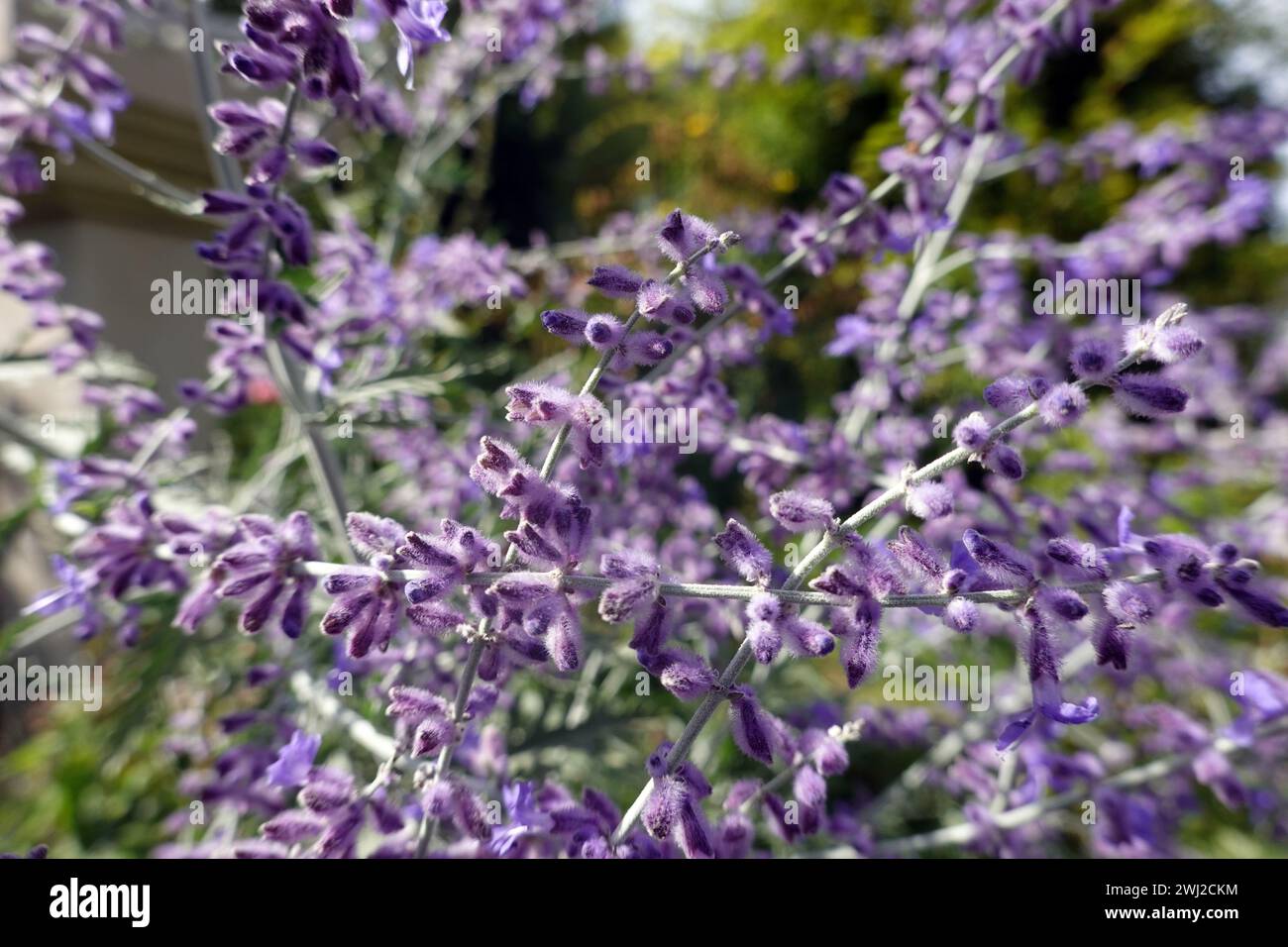 Perovskia argenté (Perovskia atriplicifolia), également connu sous le nom de rue bleue - plante à fleurs dans le jardin Banque D'Images