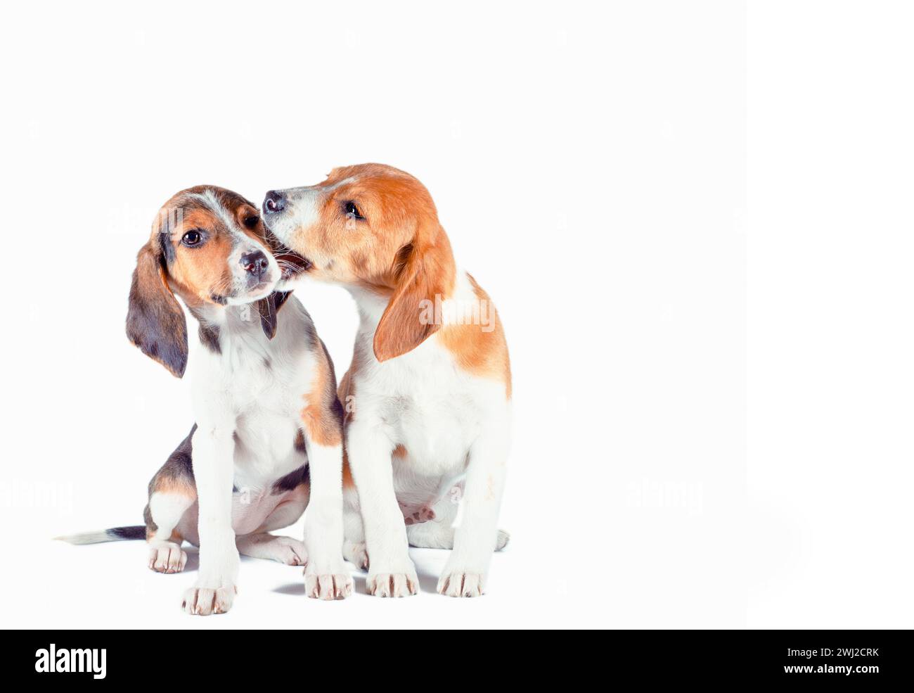 Deux chiots chien estoniens jouent sur un fond blanc Banque D'Images Deux chiots chien estoniens jouent sur un fond blanc Banque D'Images