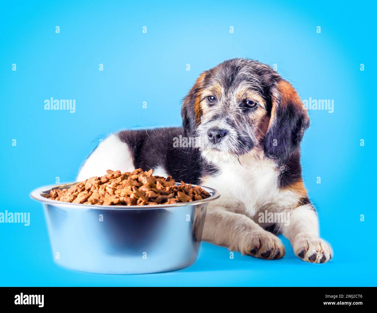Shaggy chiot mongrel avec un bol de nourriture sèche Banque D'Images