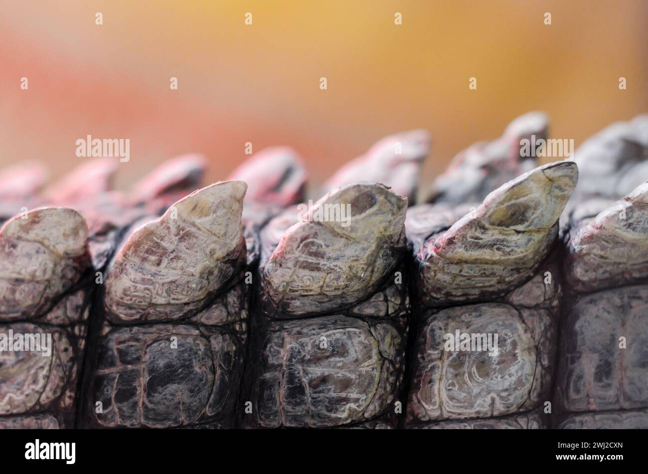Peau de crocodile d'alligator en détail gros plan Banque D'Images Peau de crocodile d'alligator en détail gros plan Banque D'Images