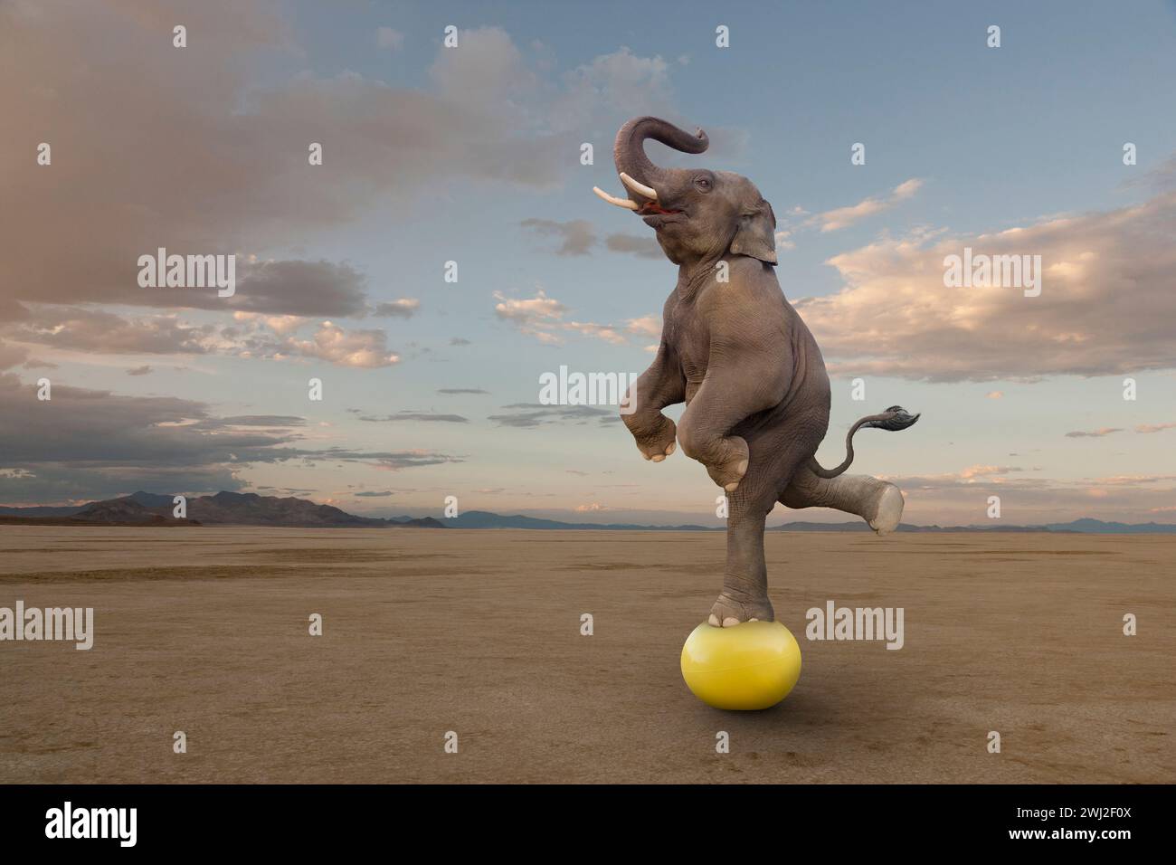 Un éléphant se balance sur une boule jaune dans une image sur la taille, la compétence, l'agilité et l'inattendu. Banque D'Images