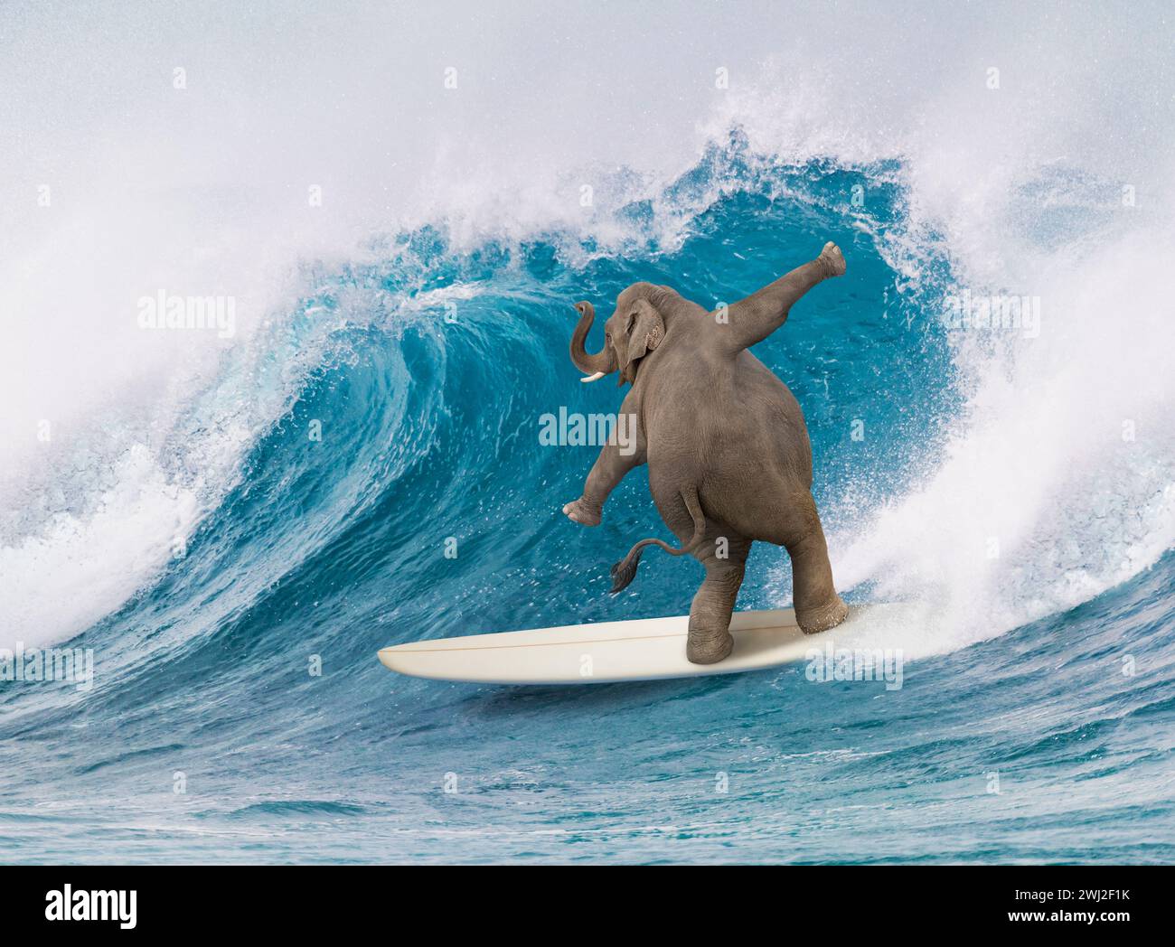 Un éléphant monte une planche de surf dans une image sur la taille, la compétence et le. inattendu. Banque D'Images