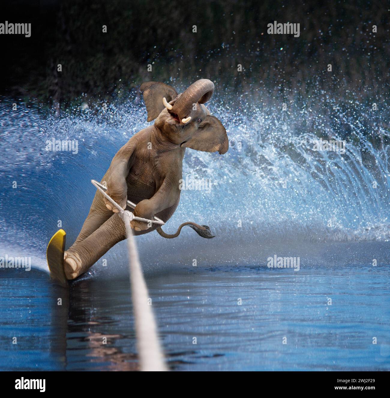 Un éléphant skis nautiques dans une image drôle sur la compétence, la taille et l'inattendu. Banque D'Images