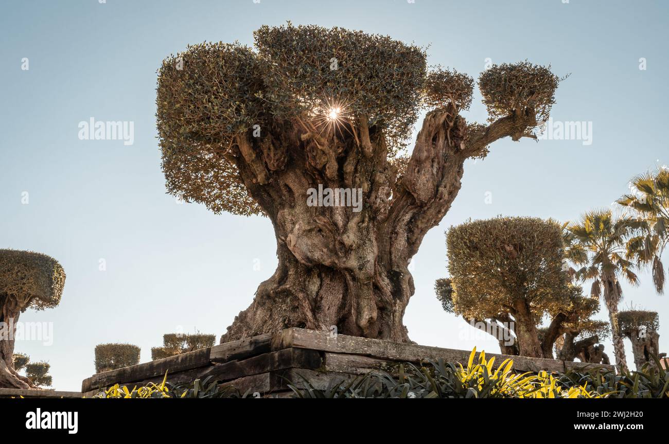 Diversité végétale dans le jardin Oriental Bacalhoa Buddha Eden Portugal Banque D'Images