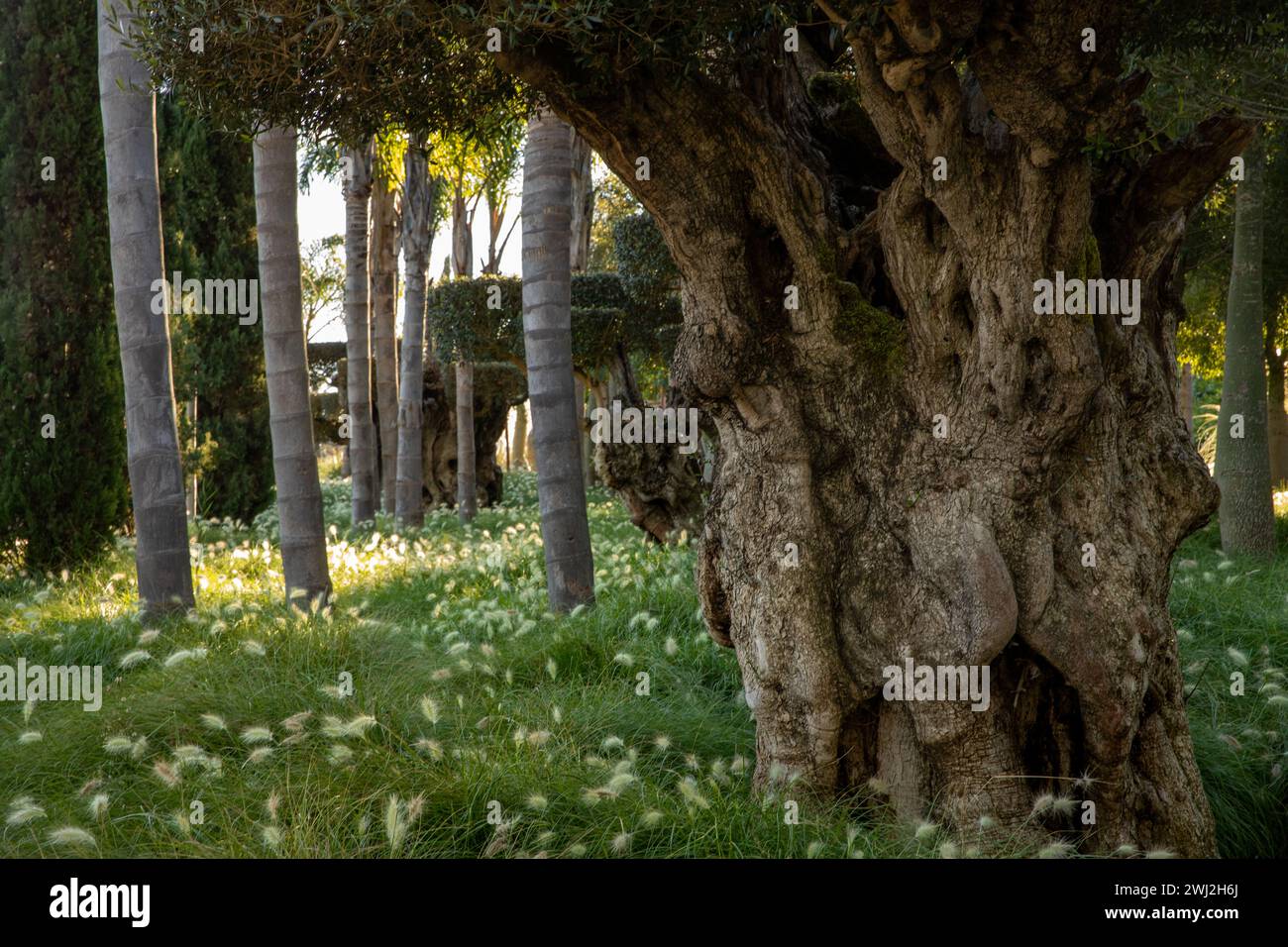 Paysage de diversité végétale dans le Parc Oriental Bacalhoa Buddha Eden au Portugal Banque D'Images