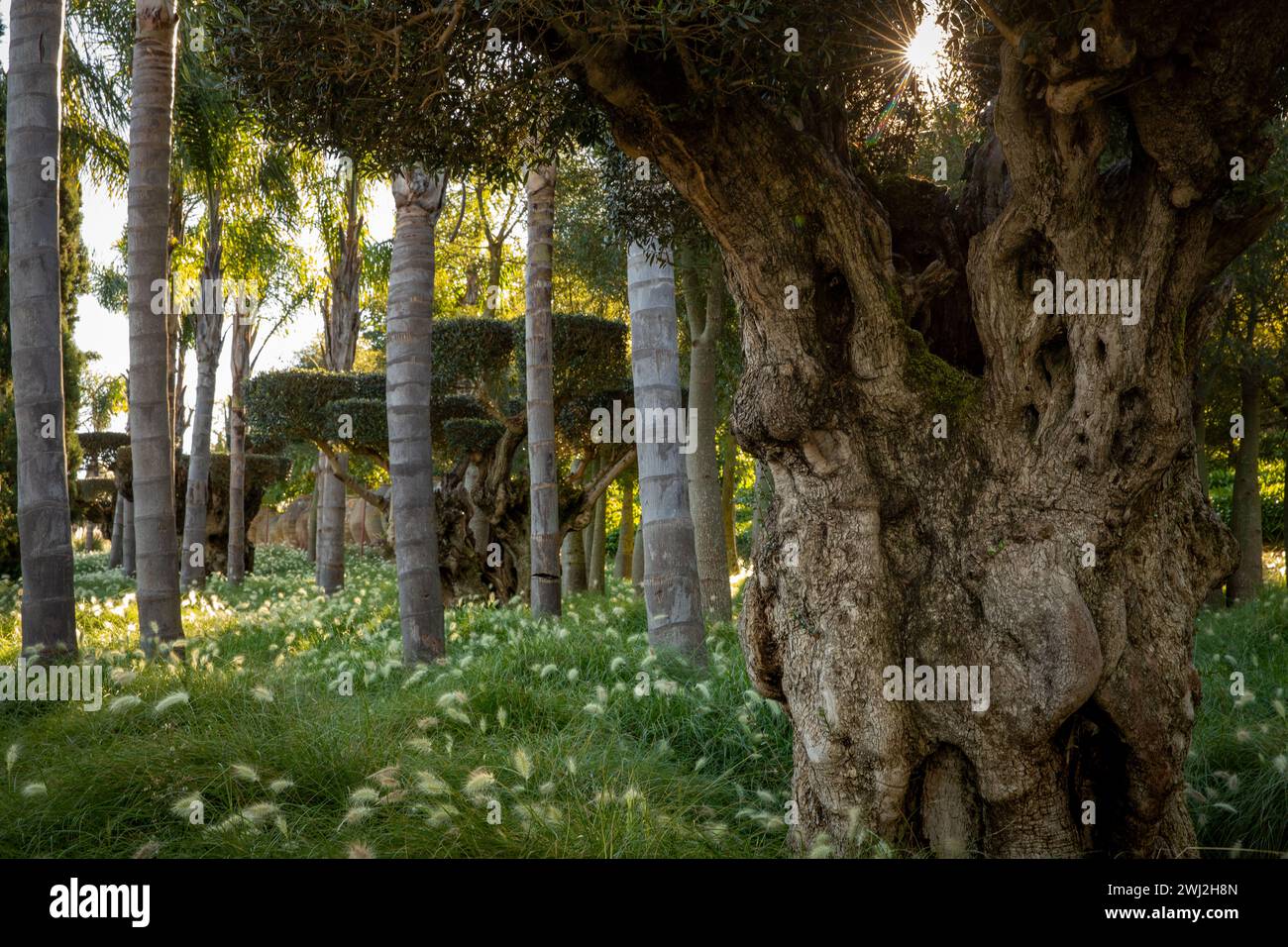 Paysage de diversité végétale dans le Parc Oriental Bacalhoa Buddha Eden au Portugal Banque D'Images
