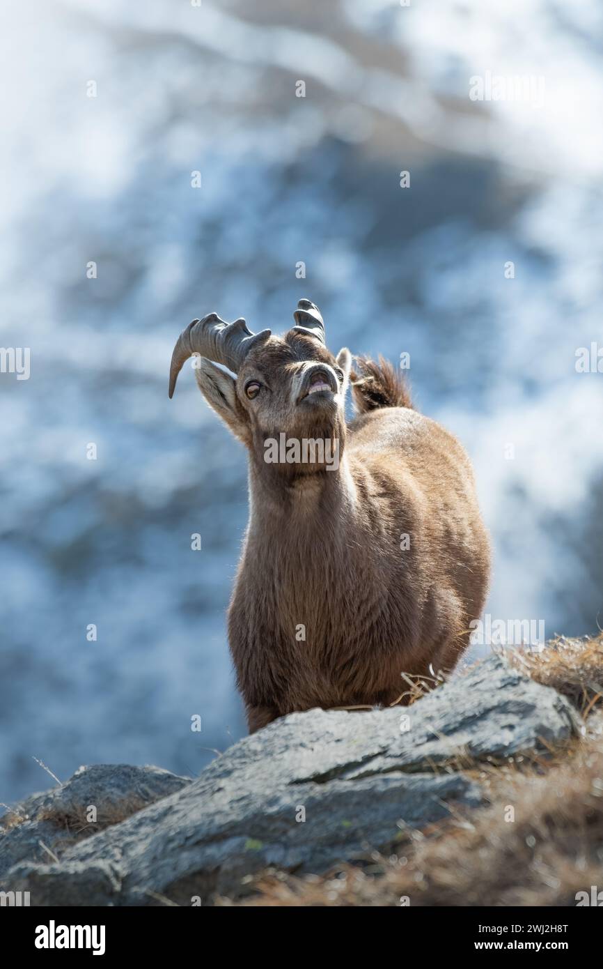 Gros plan sur le jeune bouffon alpin (bouffon de Capra) pendant la saison d'accouplement en réponse des flehmen. Montagnes des Alpes, Italie. Banque D'Images