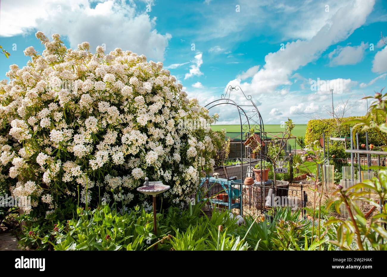 Jardin résidentiel, jardin privé. Aménagement paysager dans le jardin de la maison, bel aménagement paysager Banque D'Images