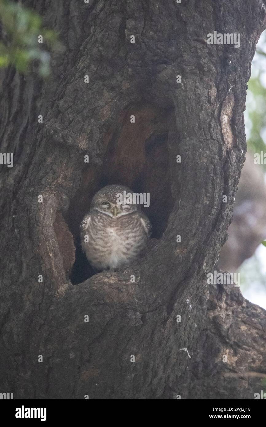 Chouette tachetée, brama Athene, réserve de tigres de Panna, Madhya Pradesh, Inde Banque D'Images