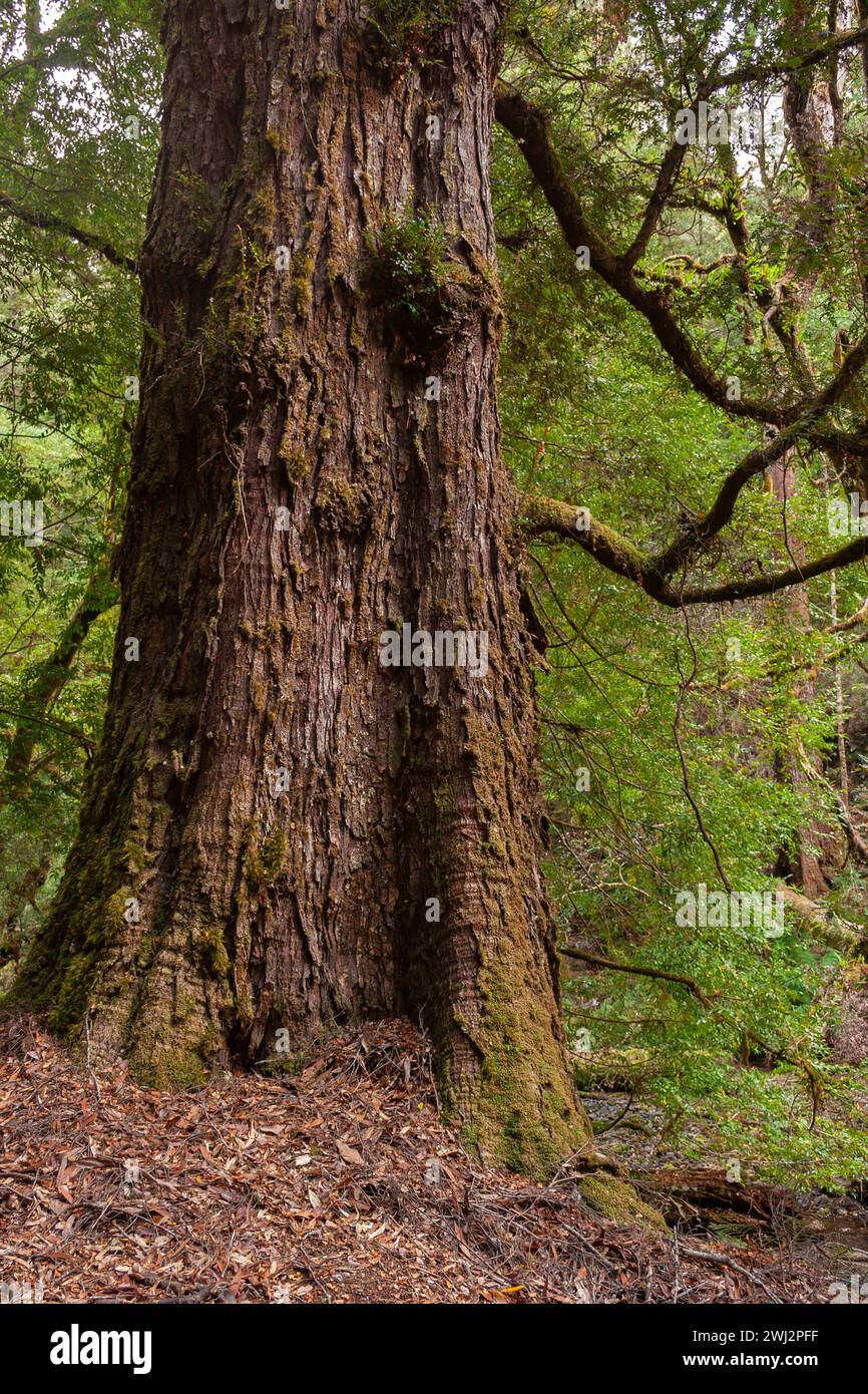 Forêt sur la route de Tarkine en Tasmanie en Australie Banque D'Images