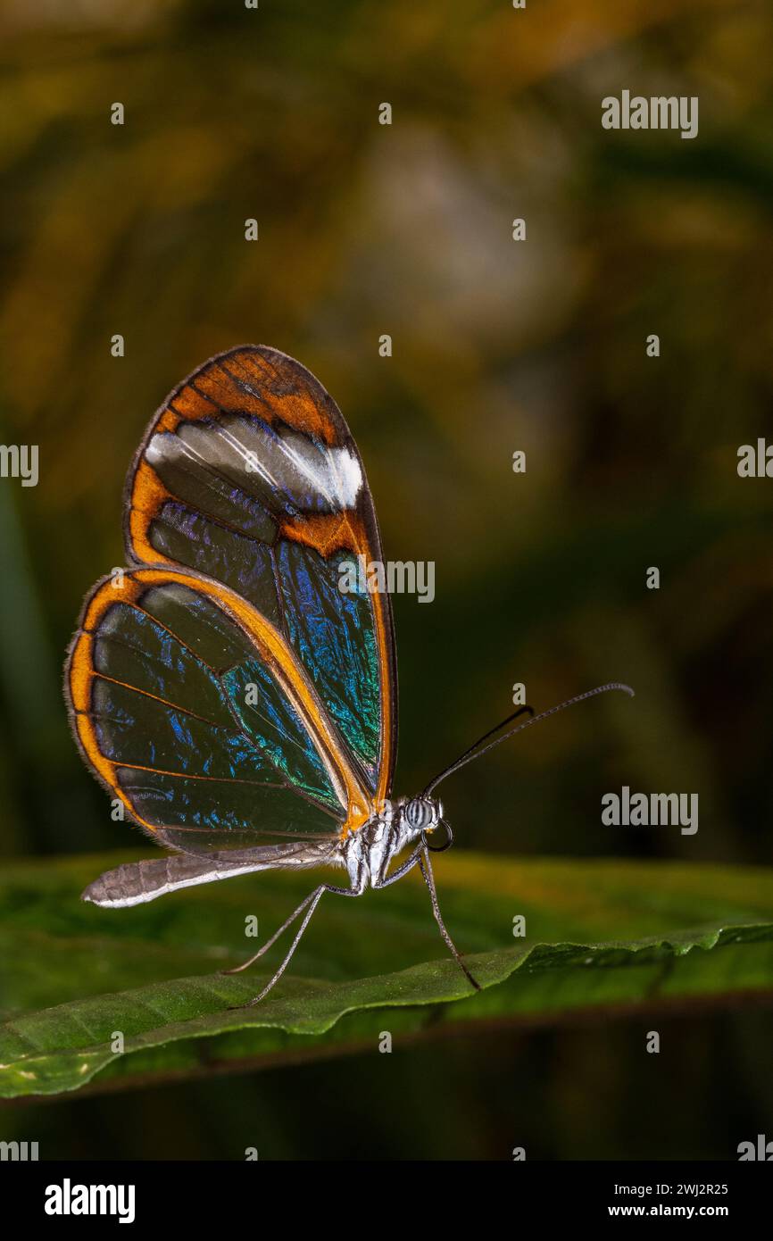 Greta oto butterlfy dans un jardin botanique Banque D'Images