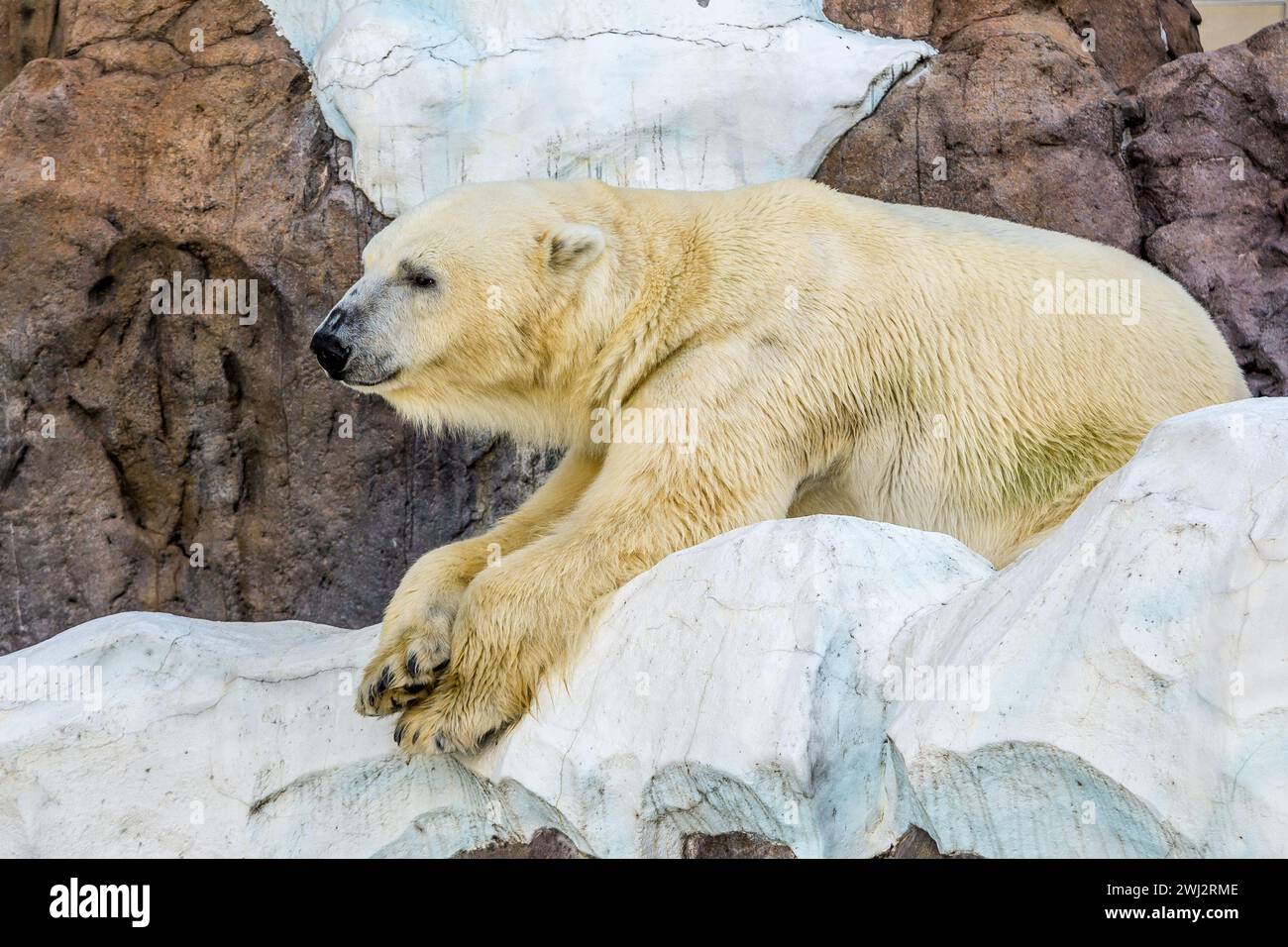 Ours polaire relaxant au jardin zoologique d'Ueno à Tokyo, au Japon Banque D'Images