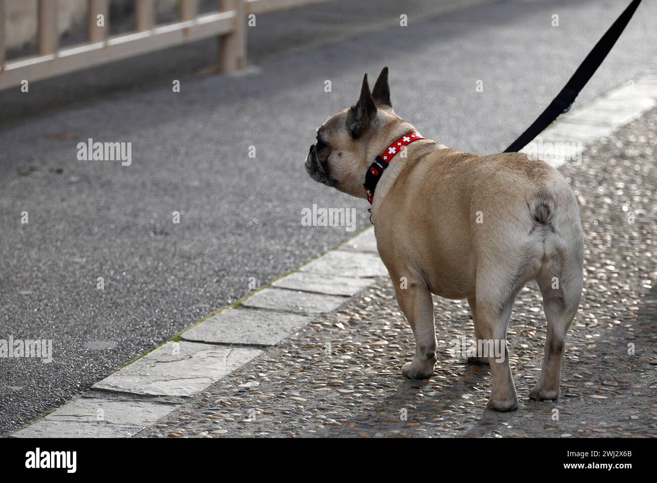 Aigues-mortes, Frankreich, 03.01.2024 Französische Bulldogge Foto : Norbert Schmidt, Düsseldorf Banque D'Images